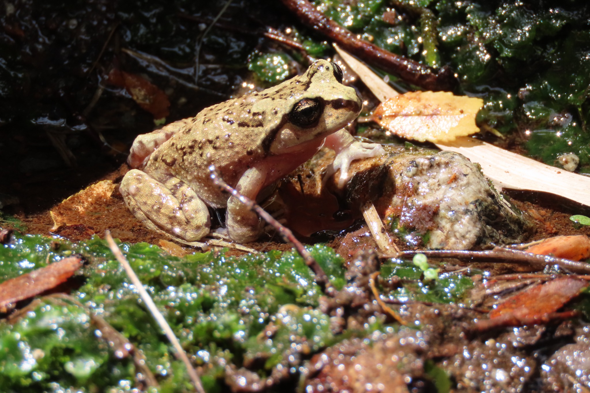 Alsodes sp.