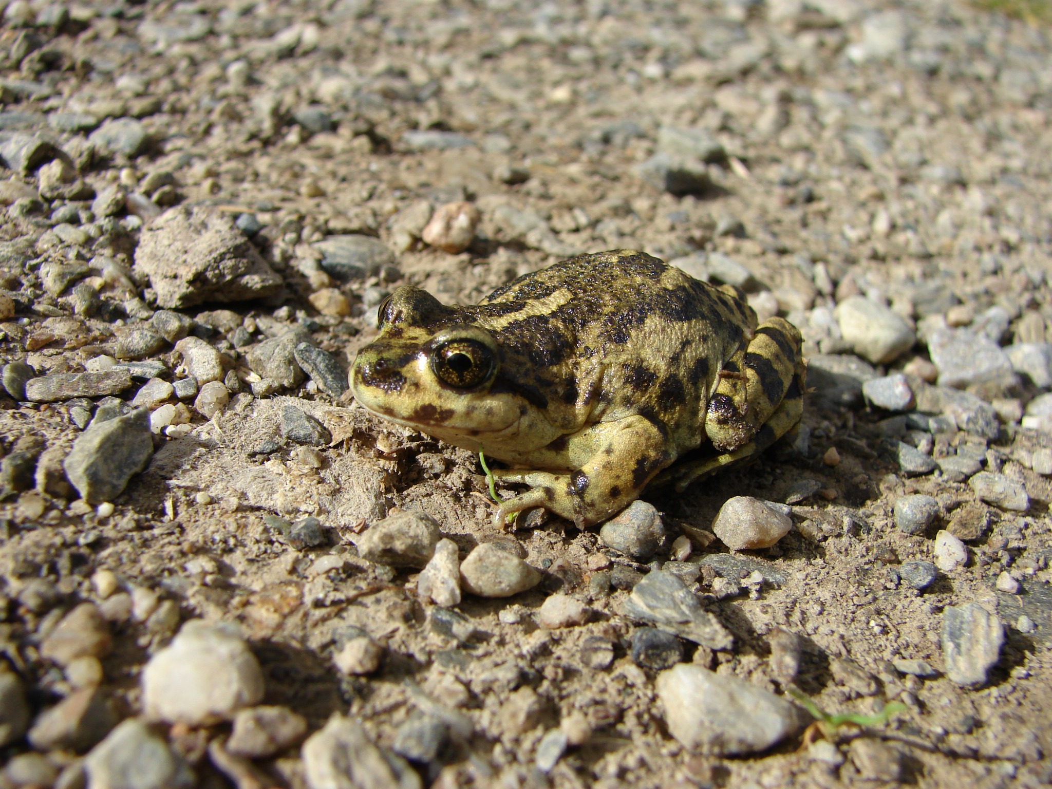 Atelognathus nitoi