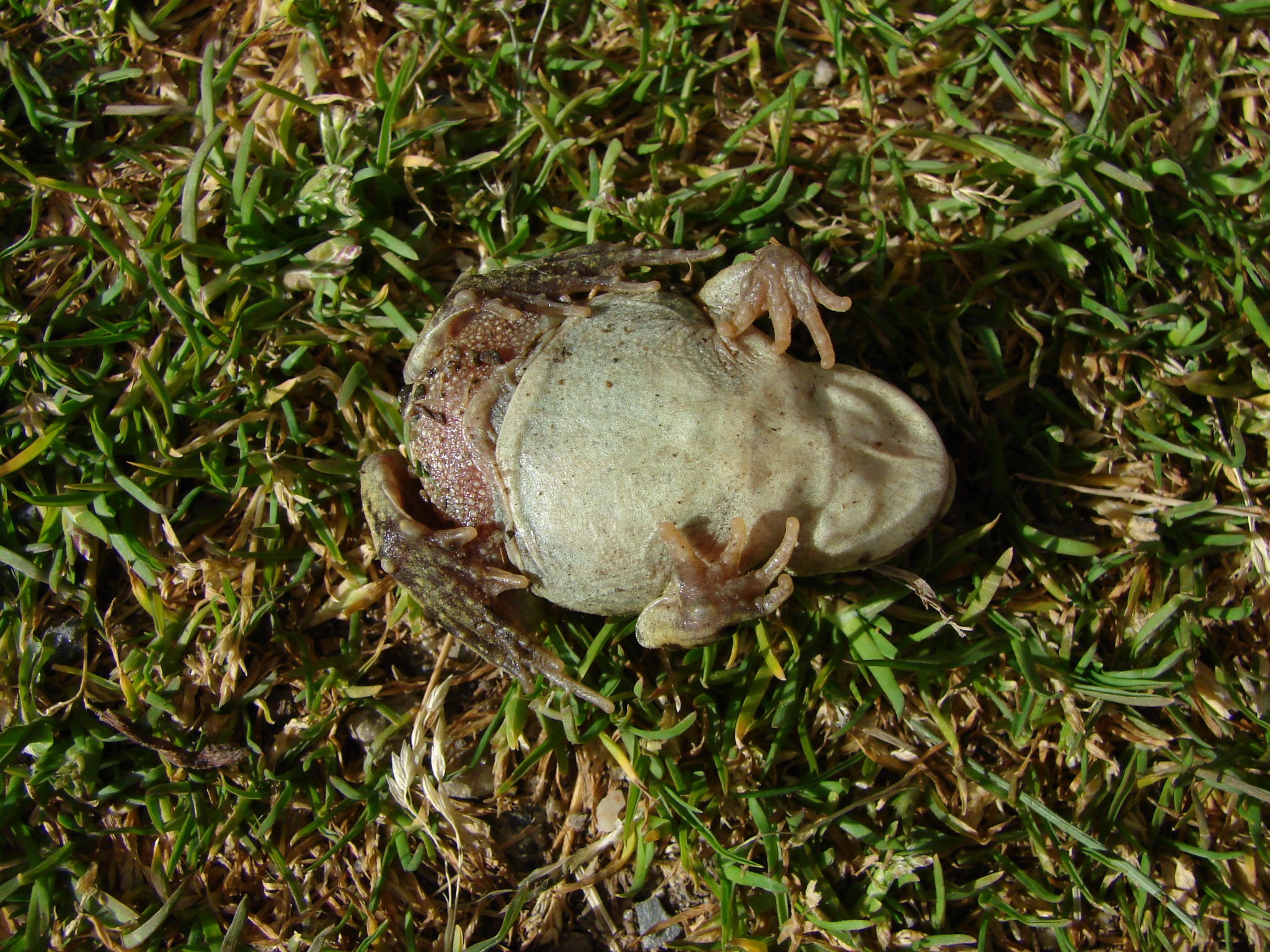 Atelognathus nitoi — Adulto