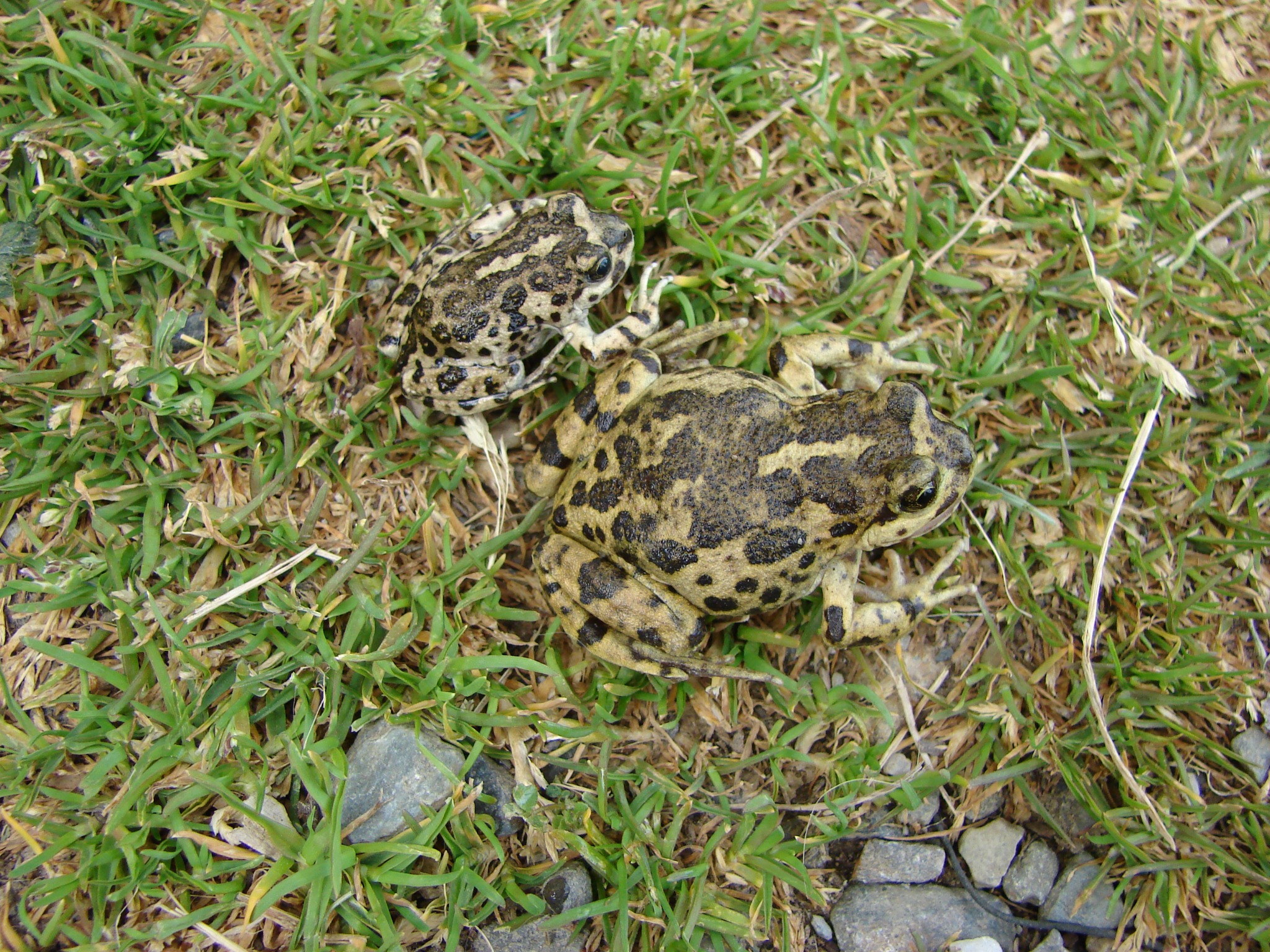 Atelognathus nitoi — Adulto