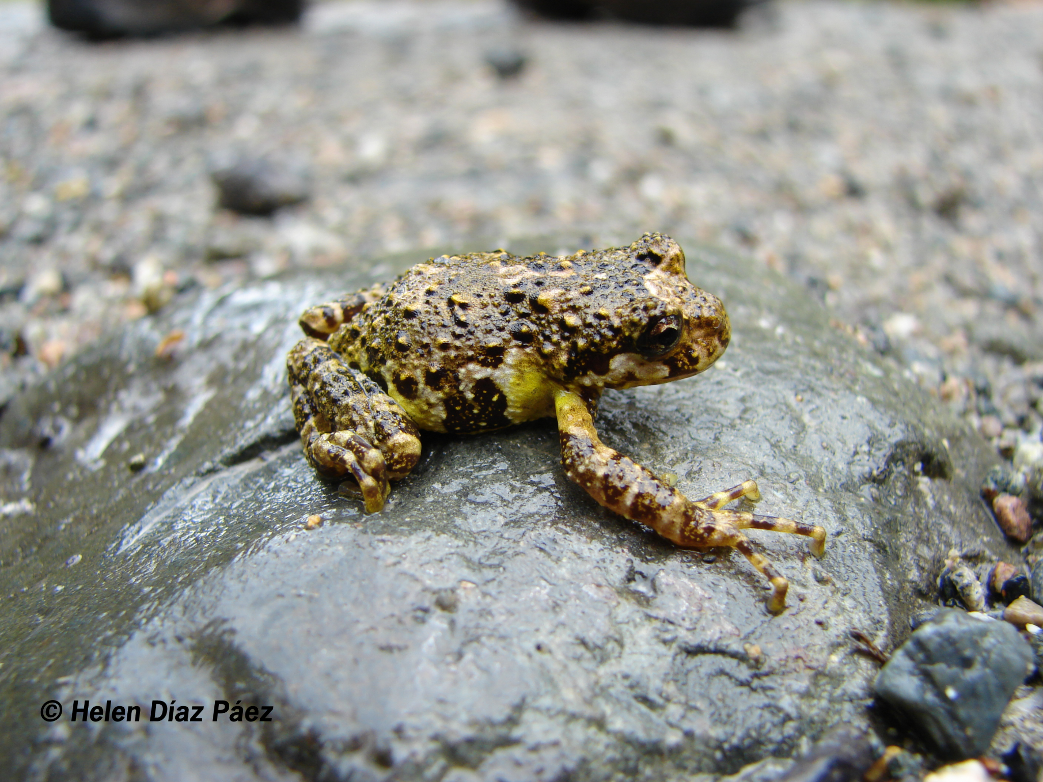 Batrachyla antartandica — Adulto