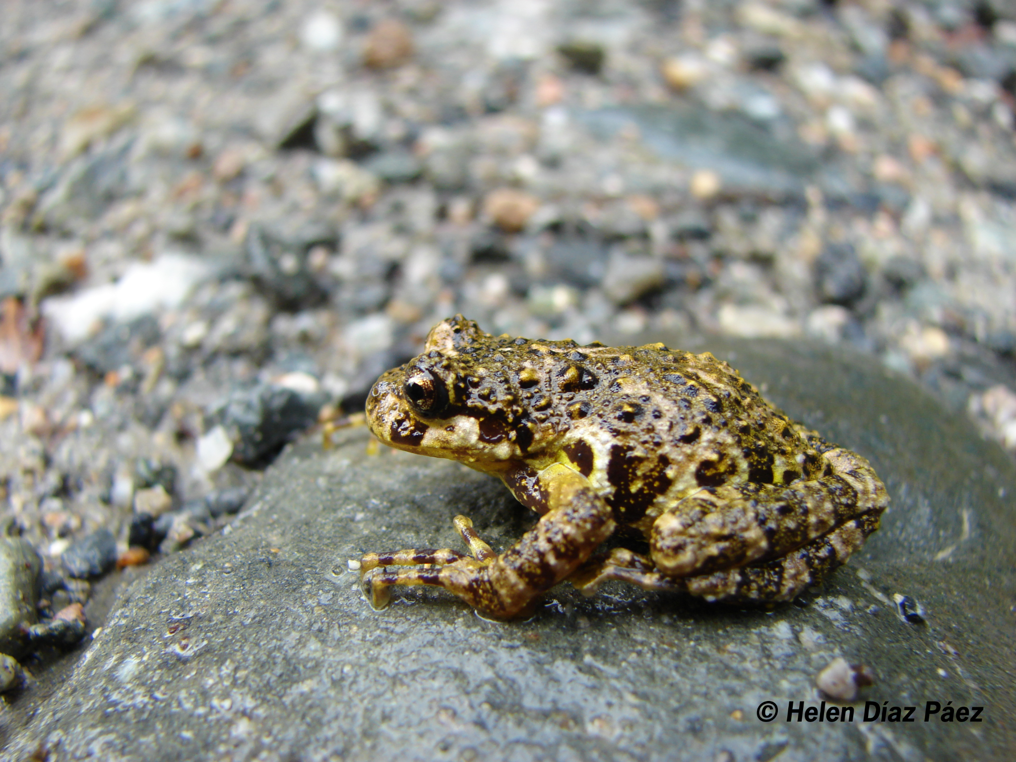 Batrachyla antartandica — Adulto