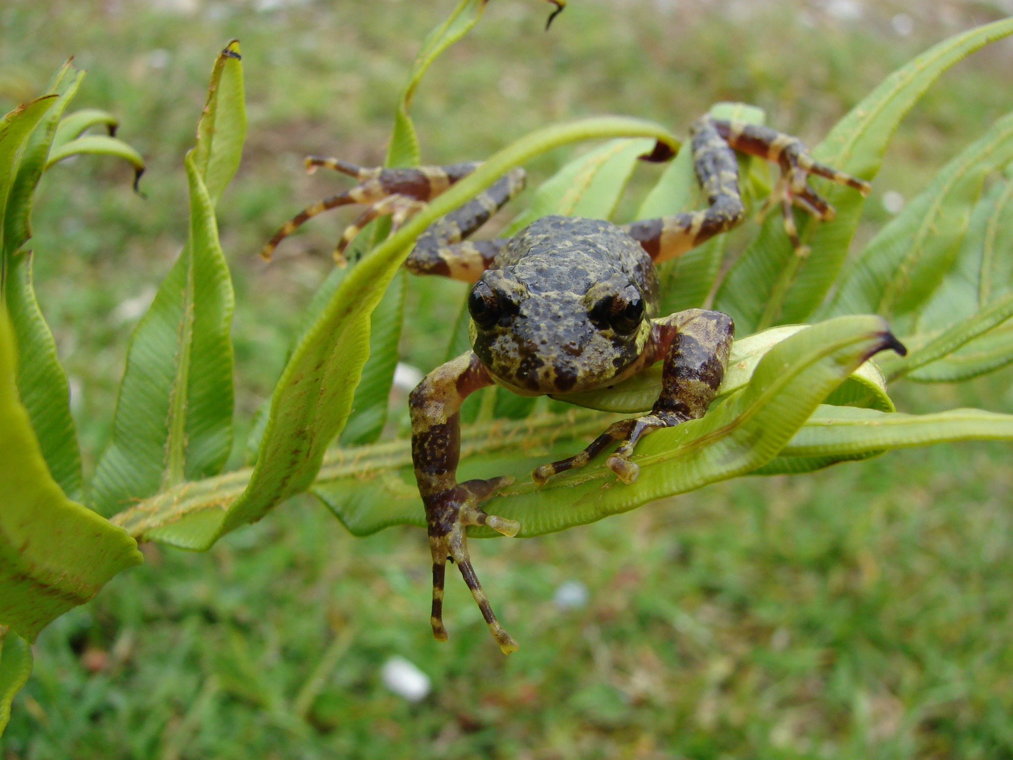 Batrachyla antartandica — Adulto