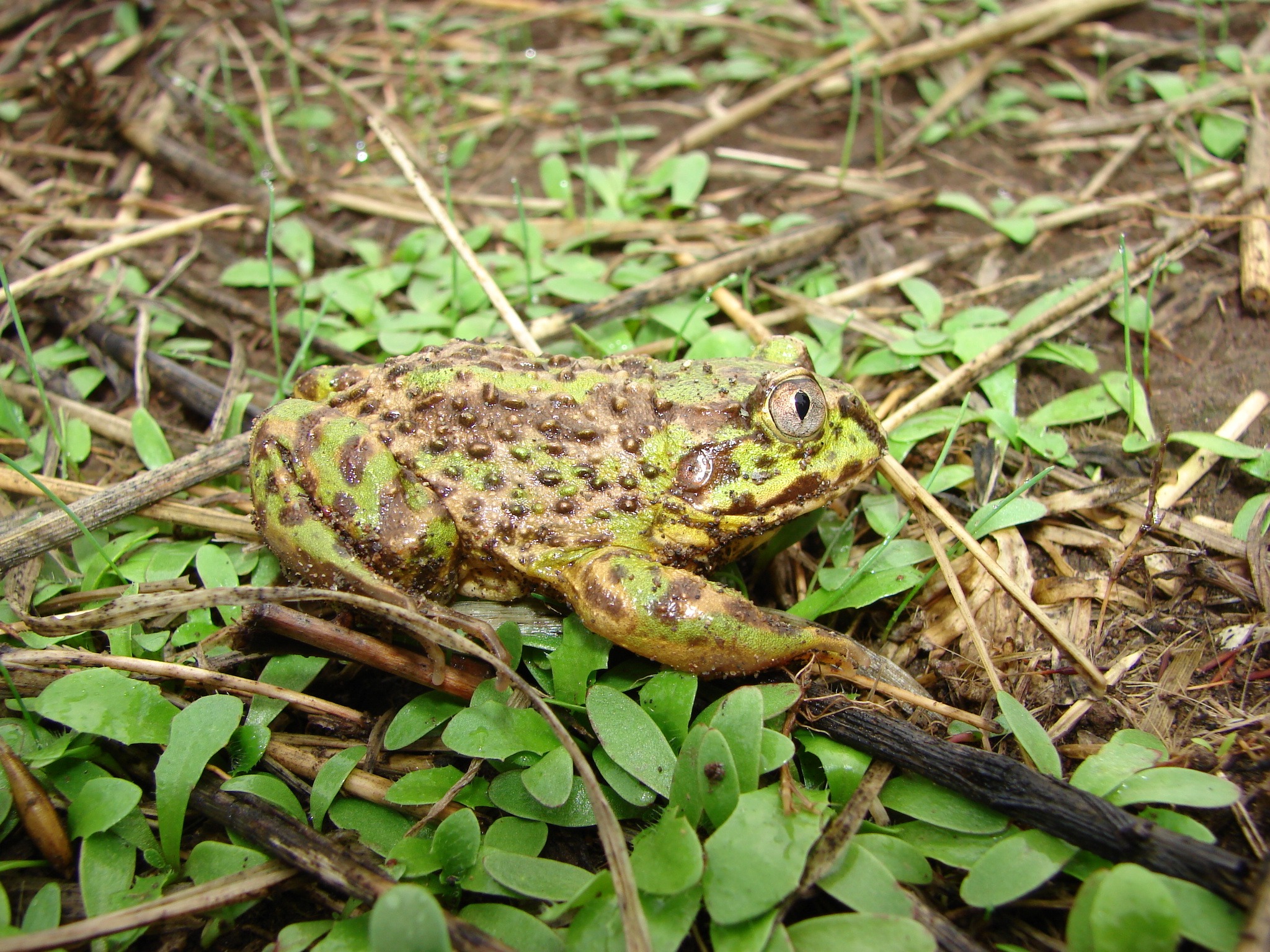 Calyptocephalella gayi
