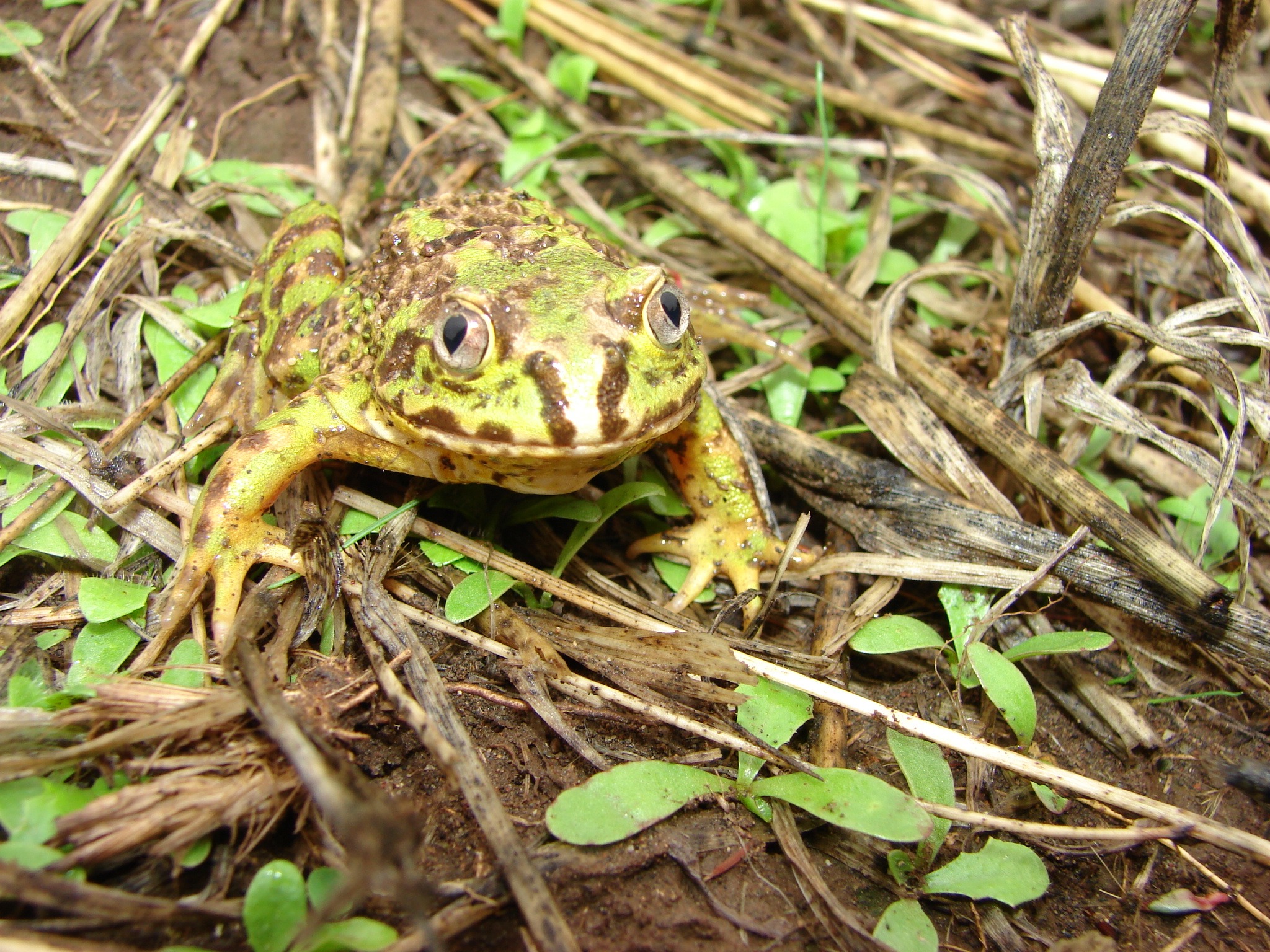 Calyptocephalella gayi — Adulto · Santa Bárbara