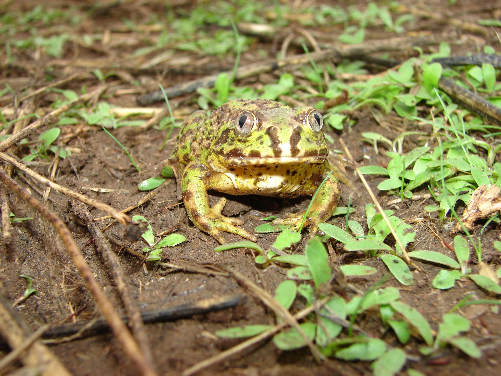 Calyptocephalella gayi — Adulto · Santa Bárbara
