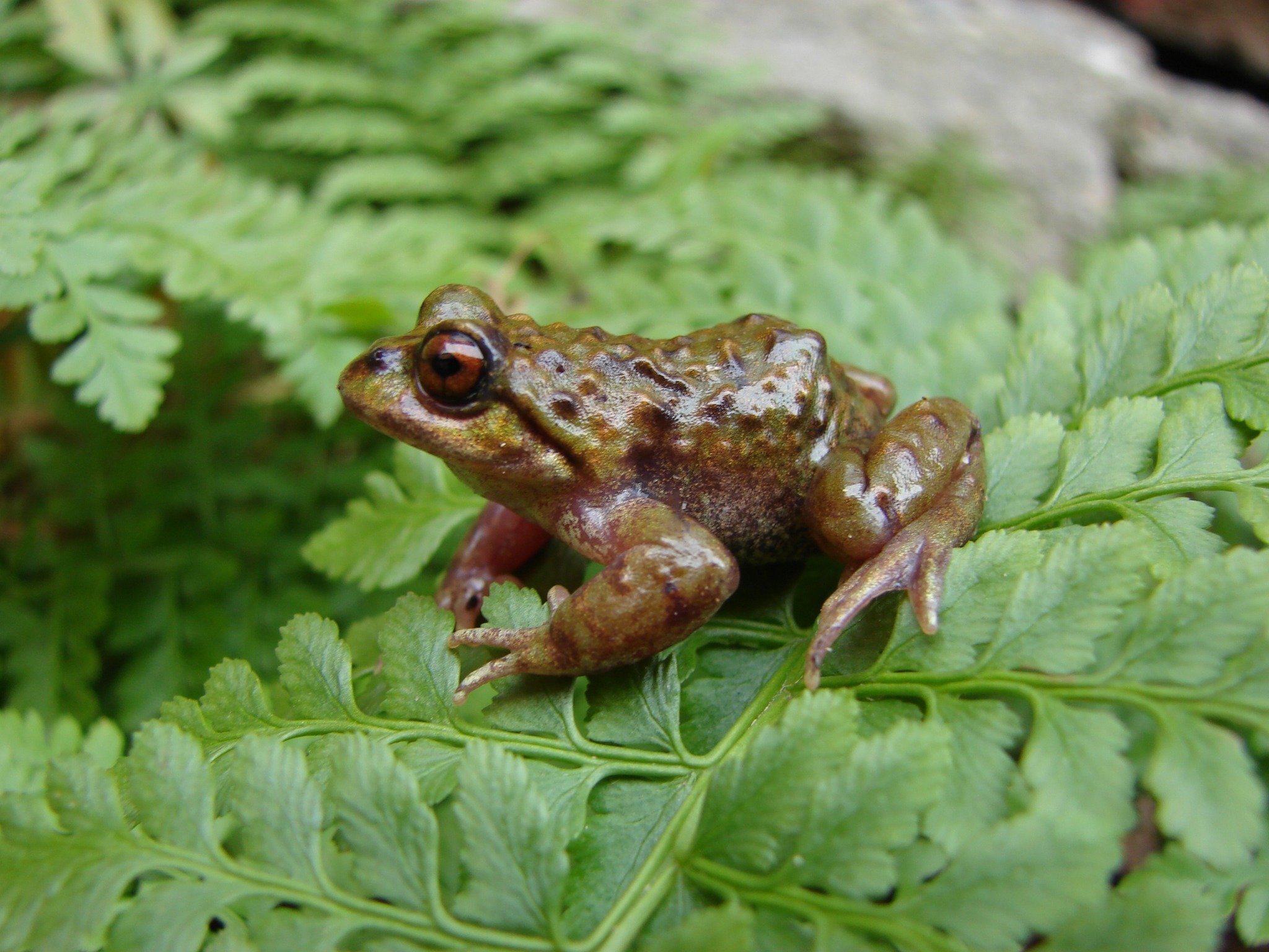 Chaltenobatrachus grandisonae