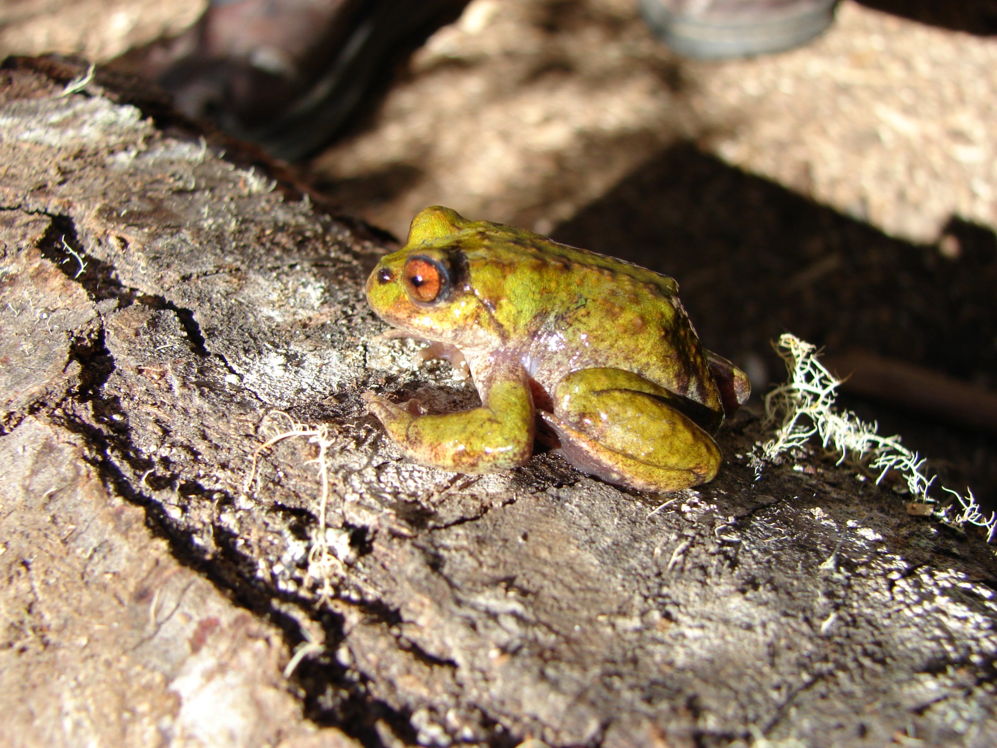 Chaltenobatrachus grandisonae — Adulto