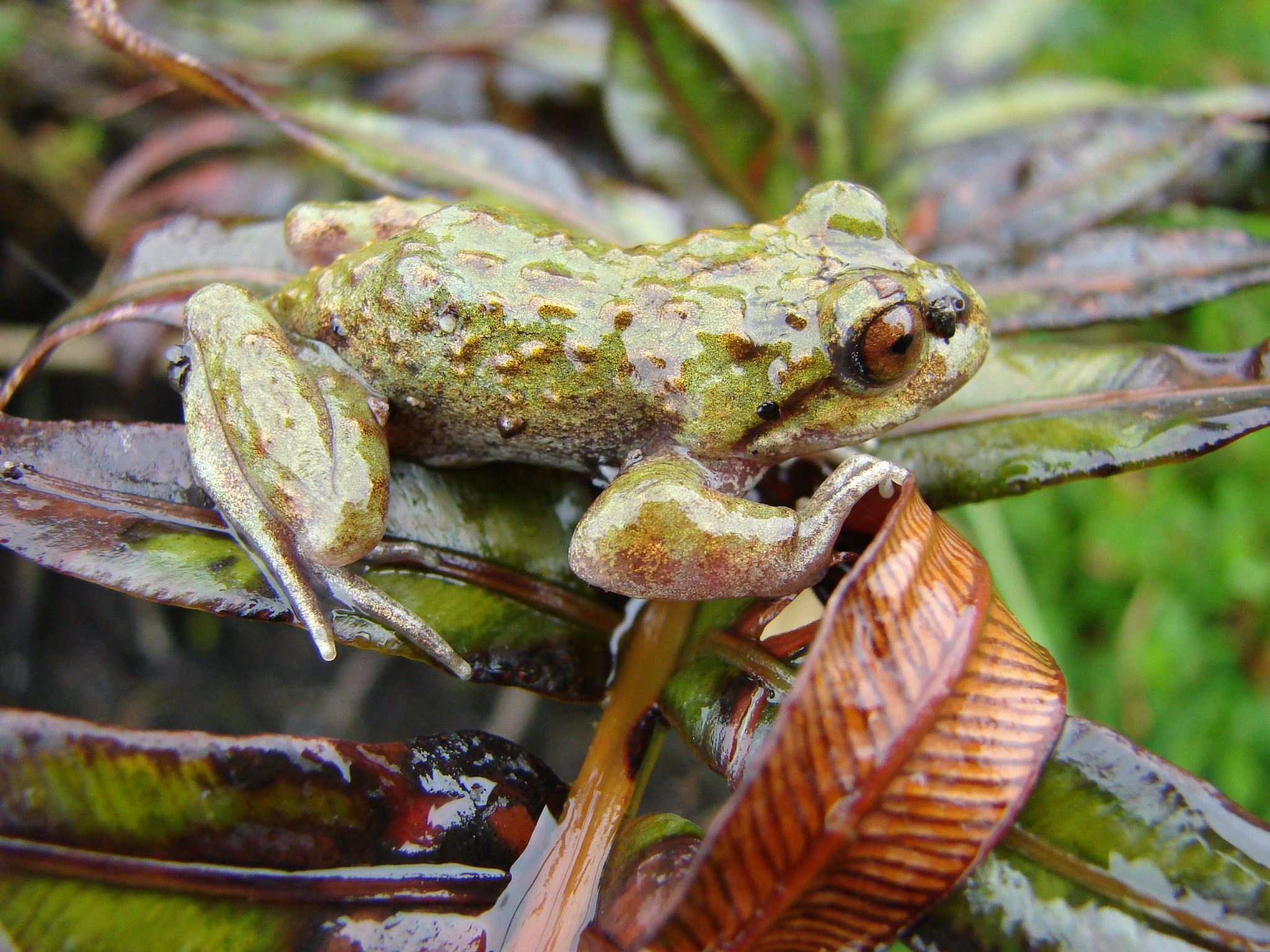 Chaltenobatrachus grandisonae — Adulto