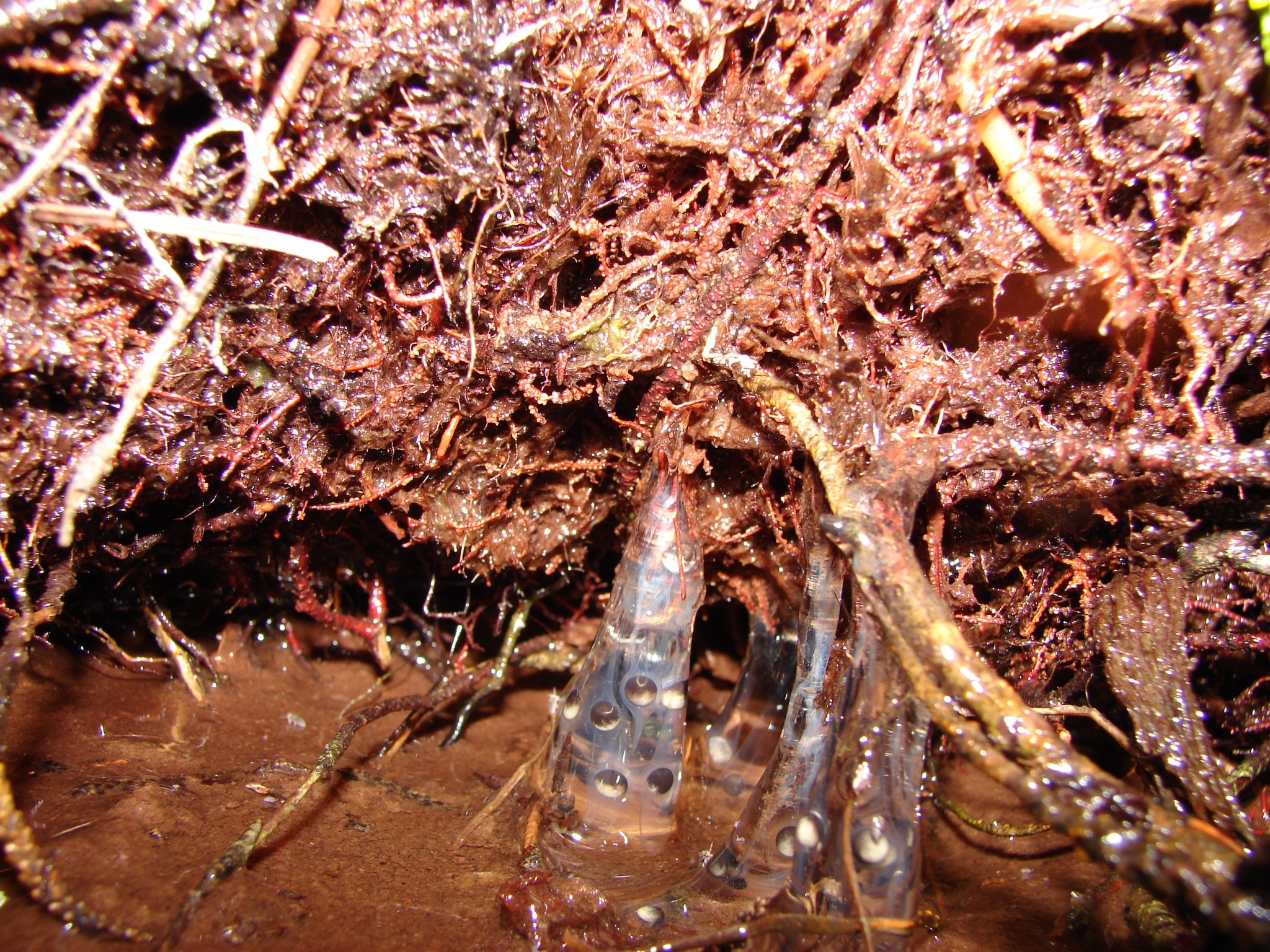 Chaltenobatrachus grandisonae — Huevos