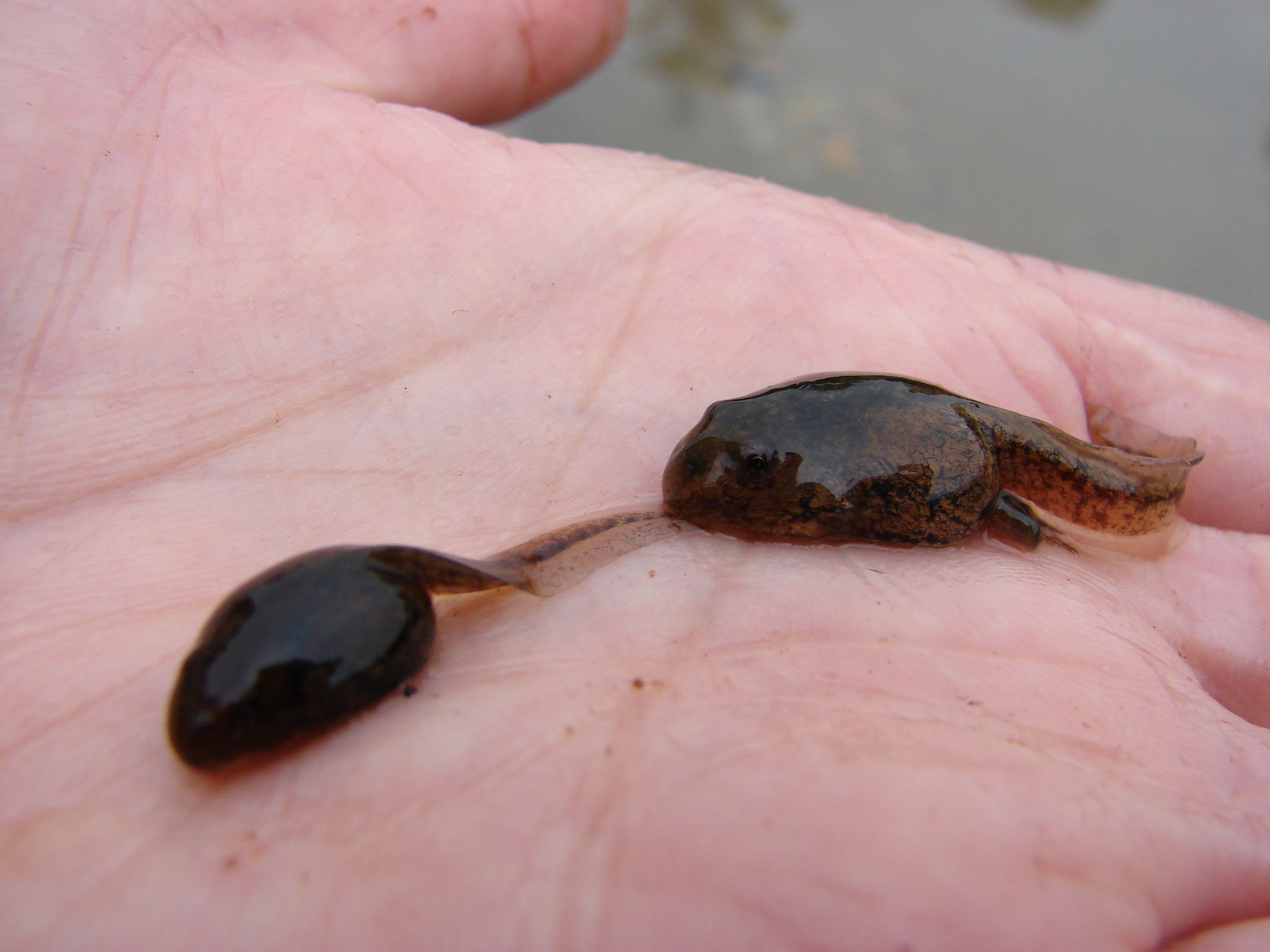 Chaltenobatrachus grandisonae — Larvas