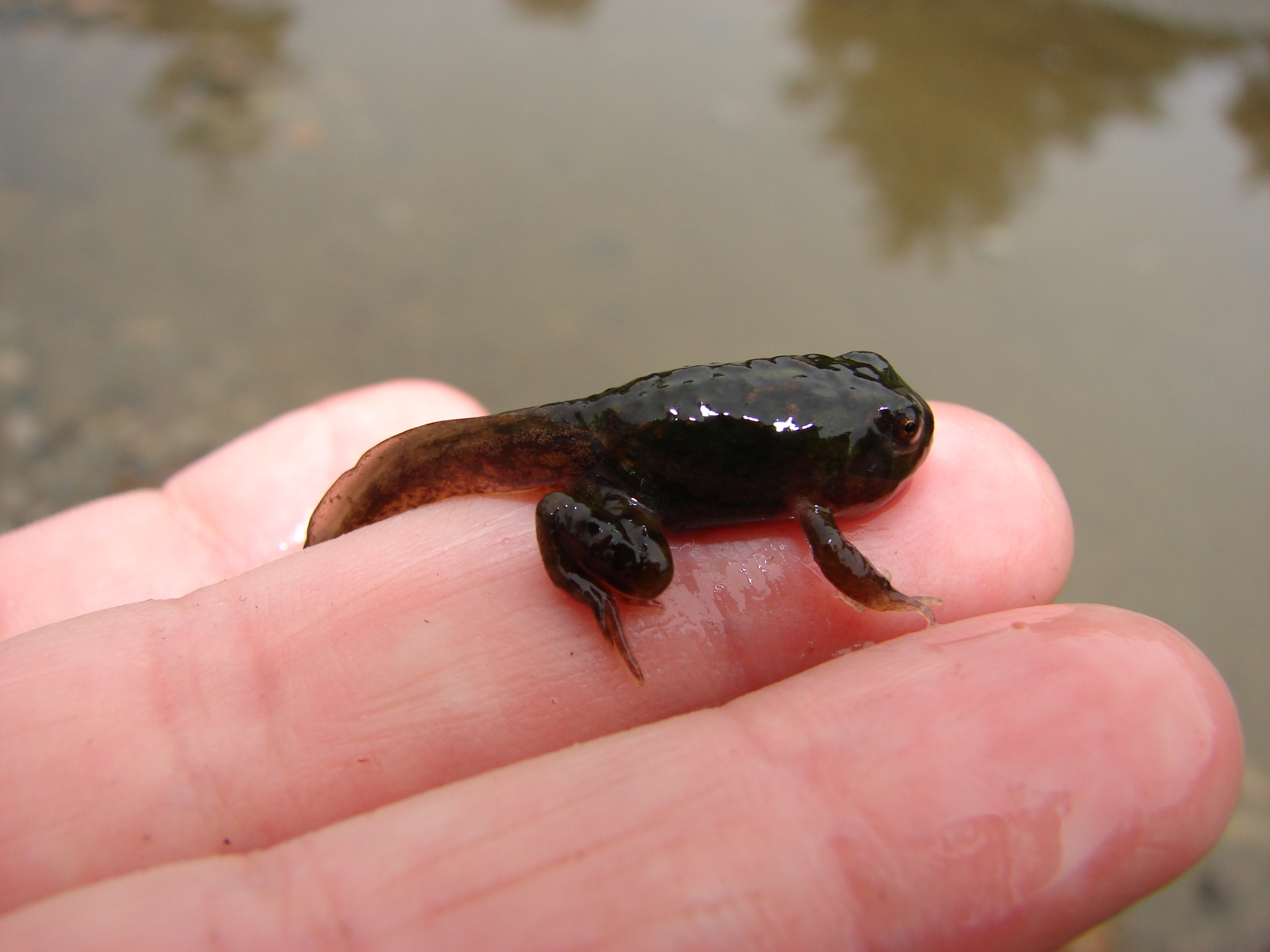 Chaltenobatrachus grandisonae — Metamorfo