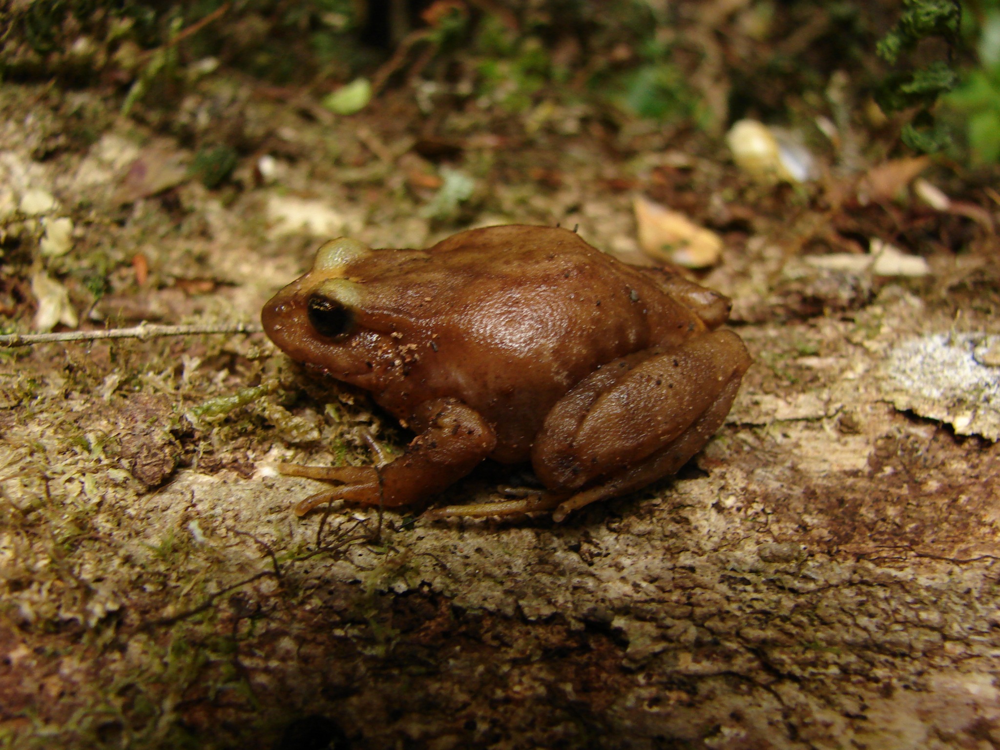 Eupsophus insularis