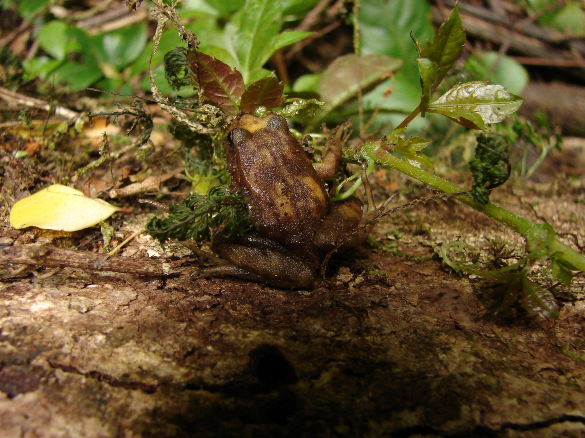 Eupsophus insularis — Adulto · Isla Mocha