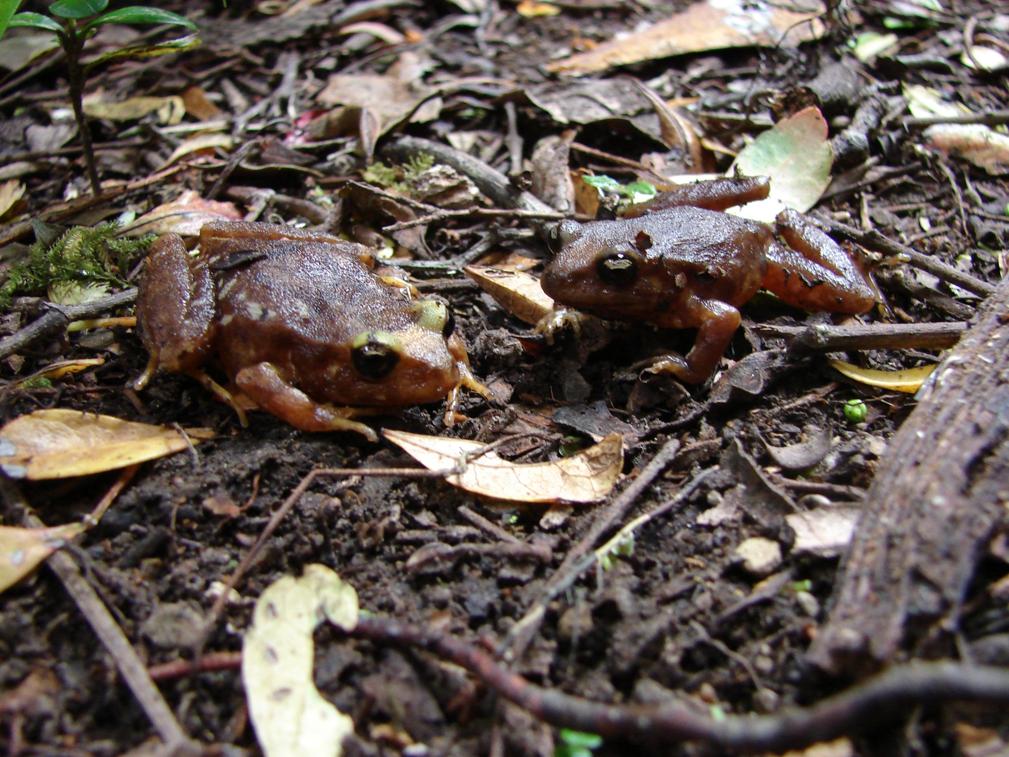 Eupsophus insularis — Adulto · Isla Mocha