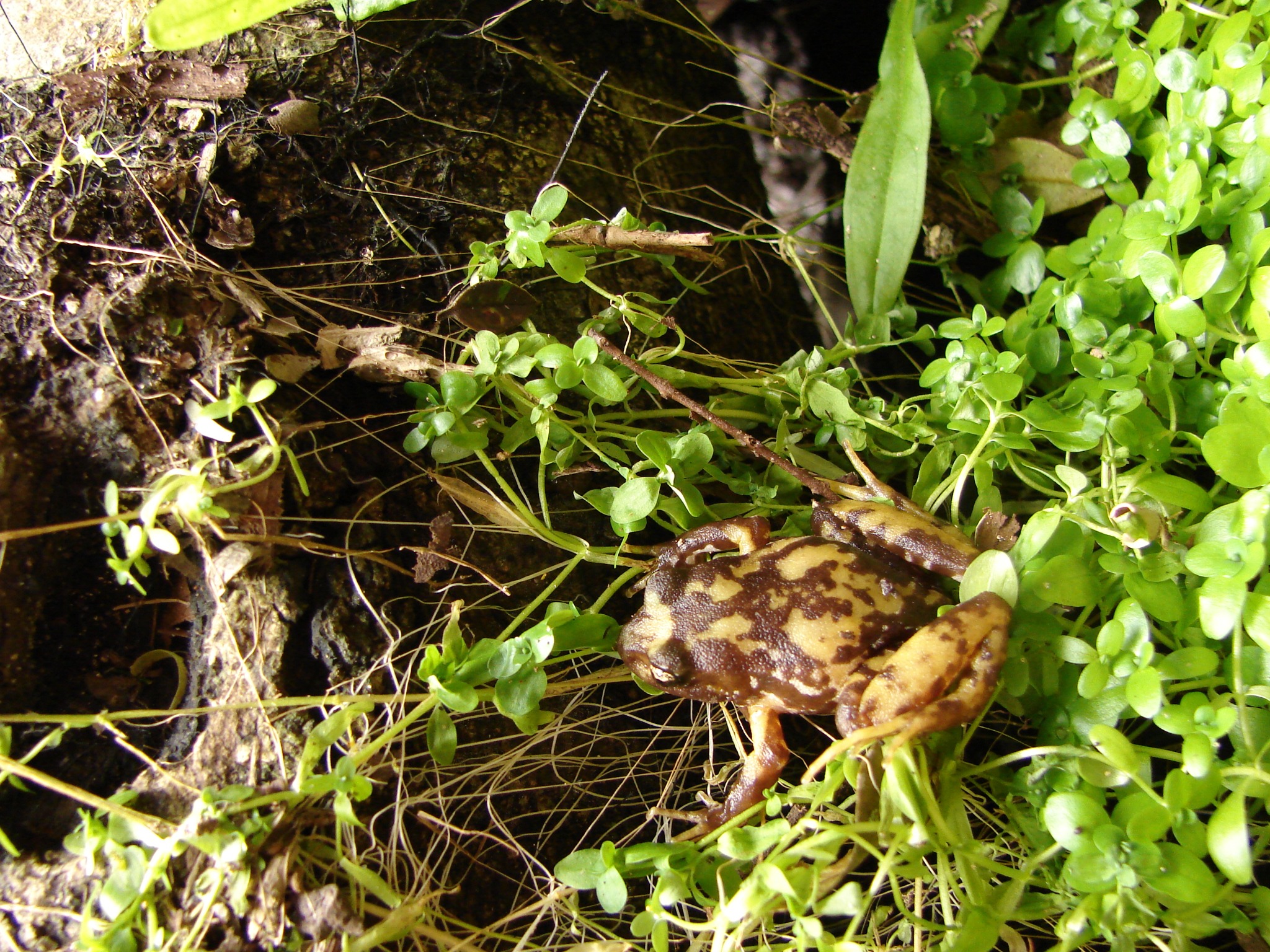 Eupsophus insularis — Adulto · Isla Mocha