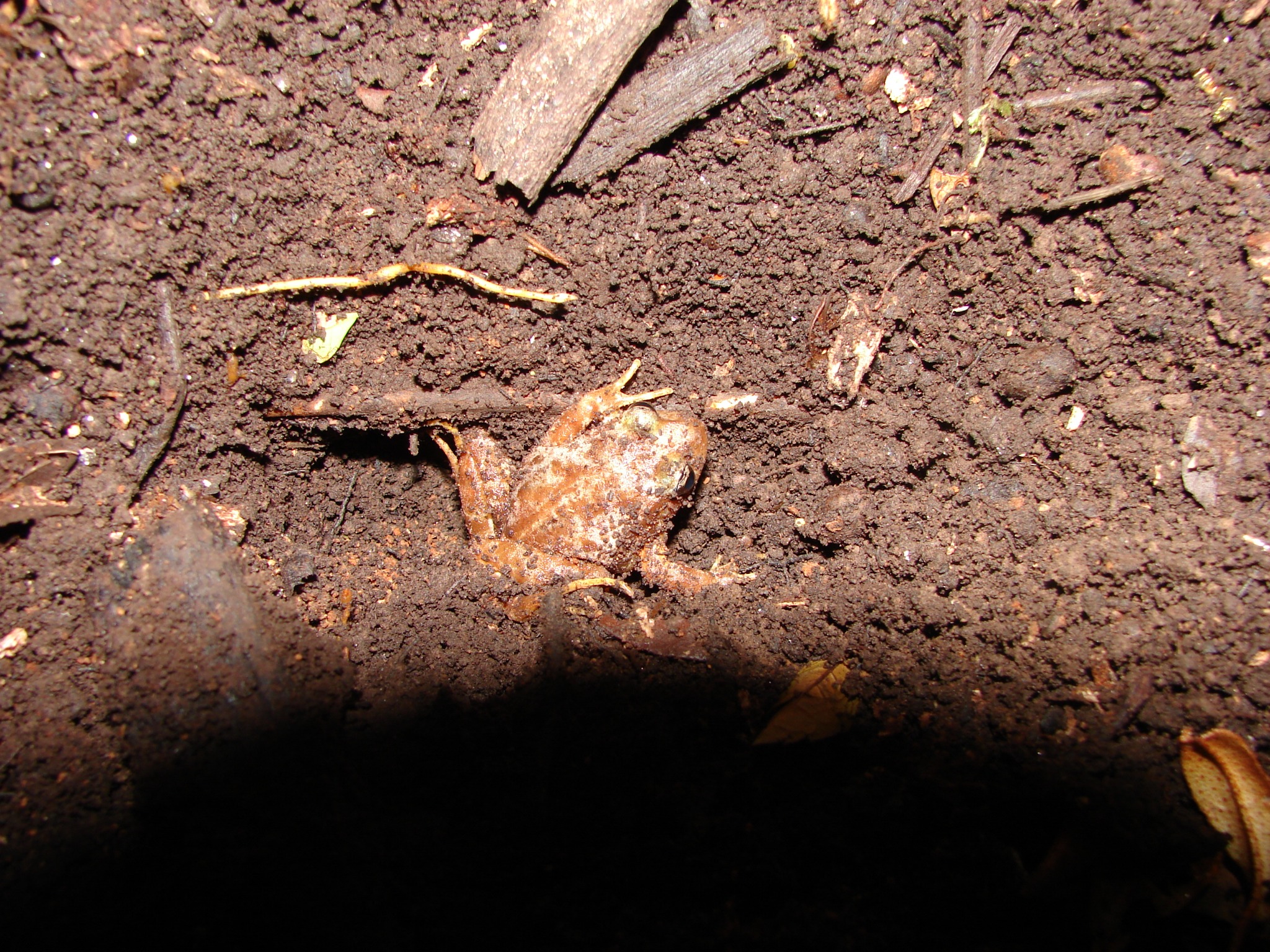 Eupsophus insularis — Adulto · Isla Mocha