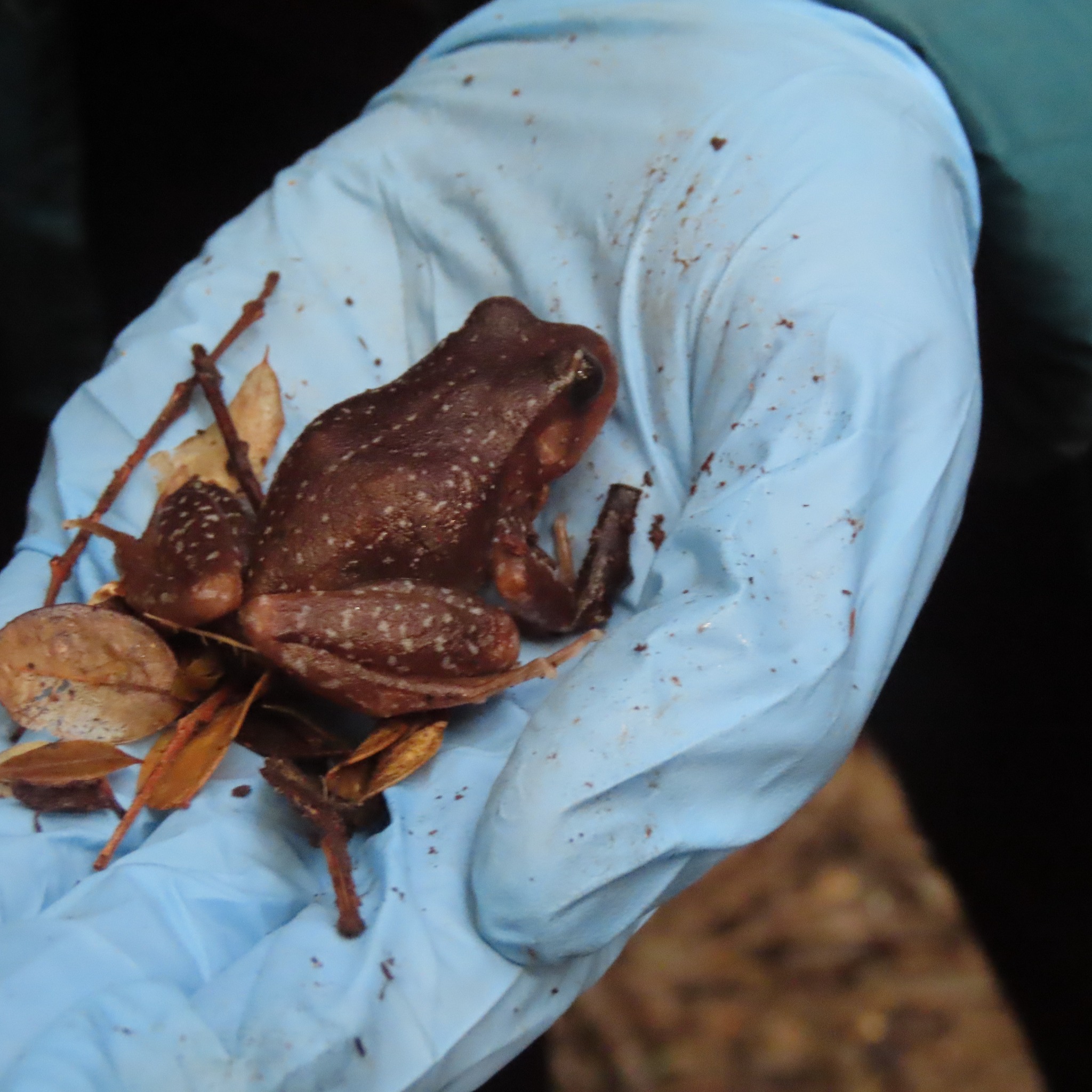 Eupsophus altor