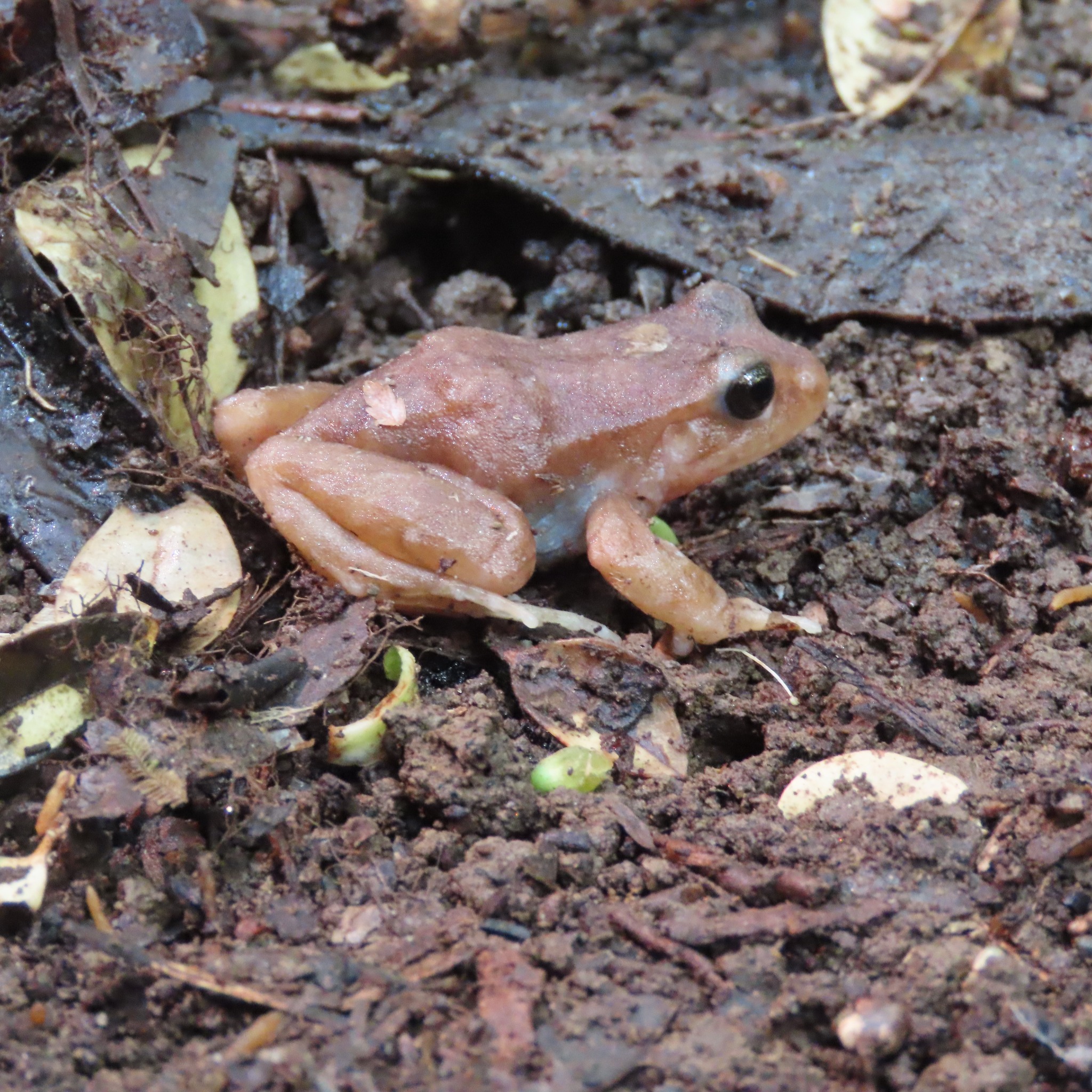 Eupsophus altor