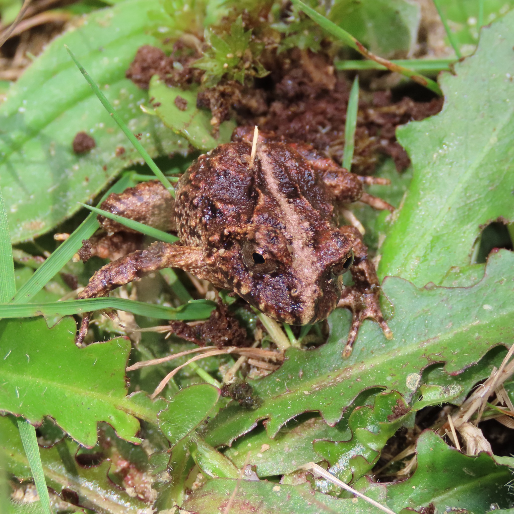 Eupsophus vertebralis juvenil