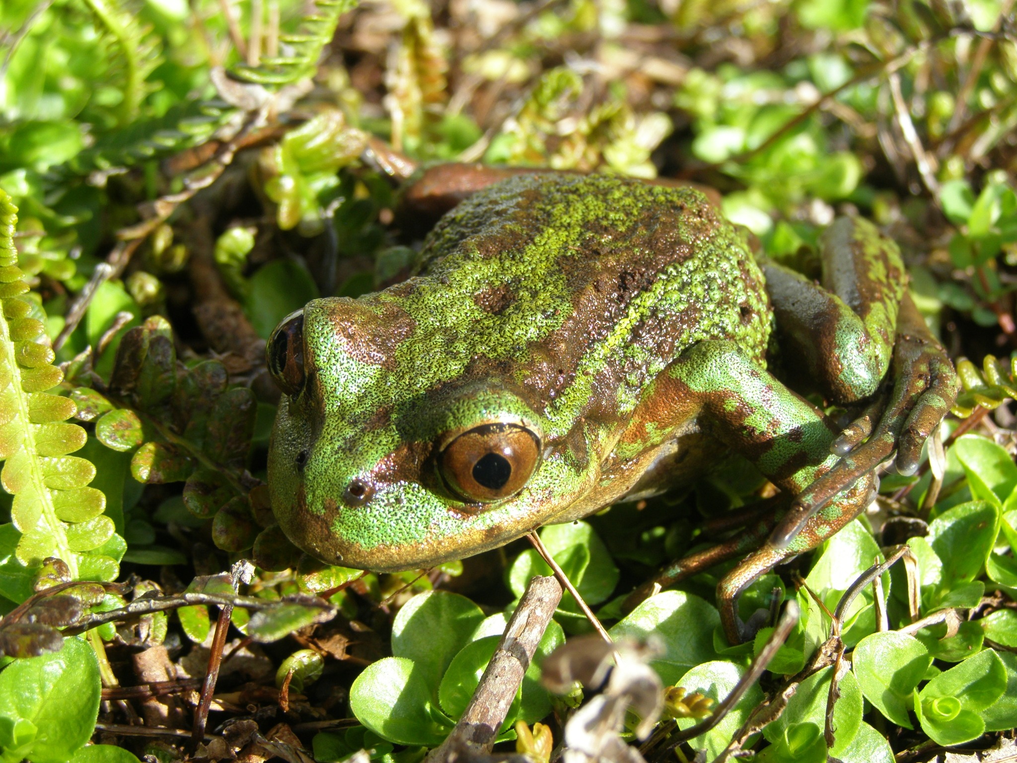 Hylorina sylvatica