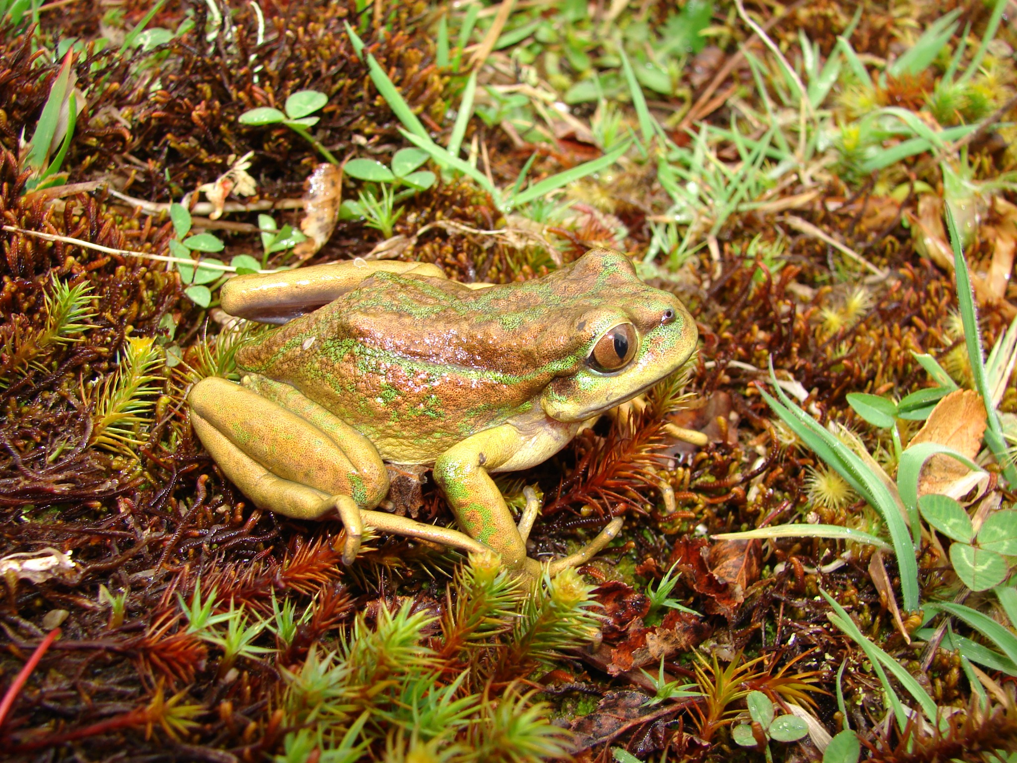 Hylorina sylvatica — Registro · Tortel