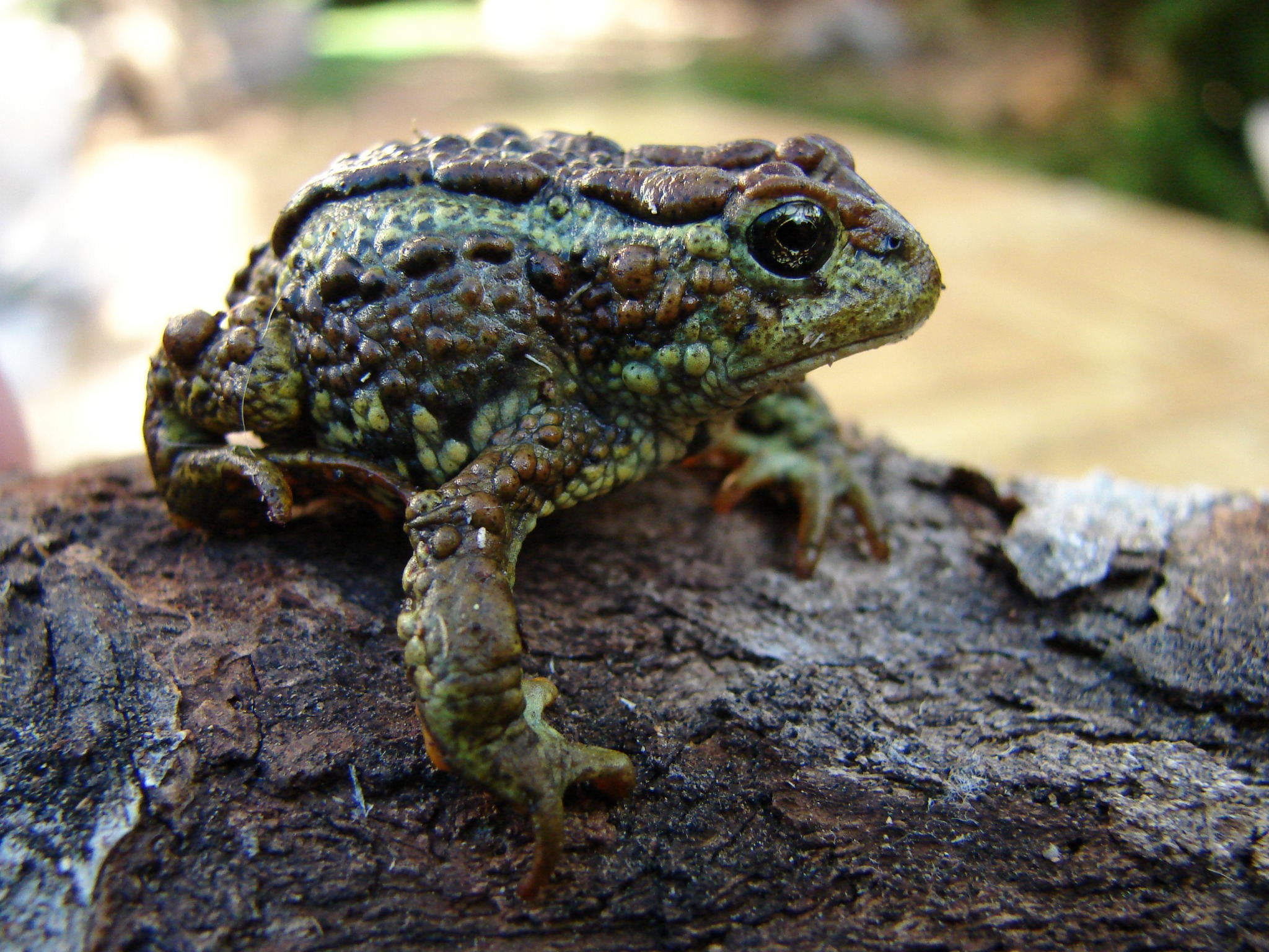 Nannophryne variegata