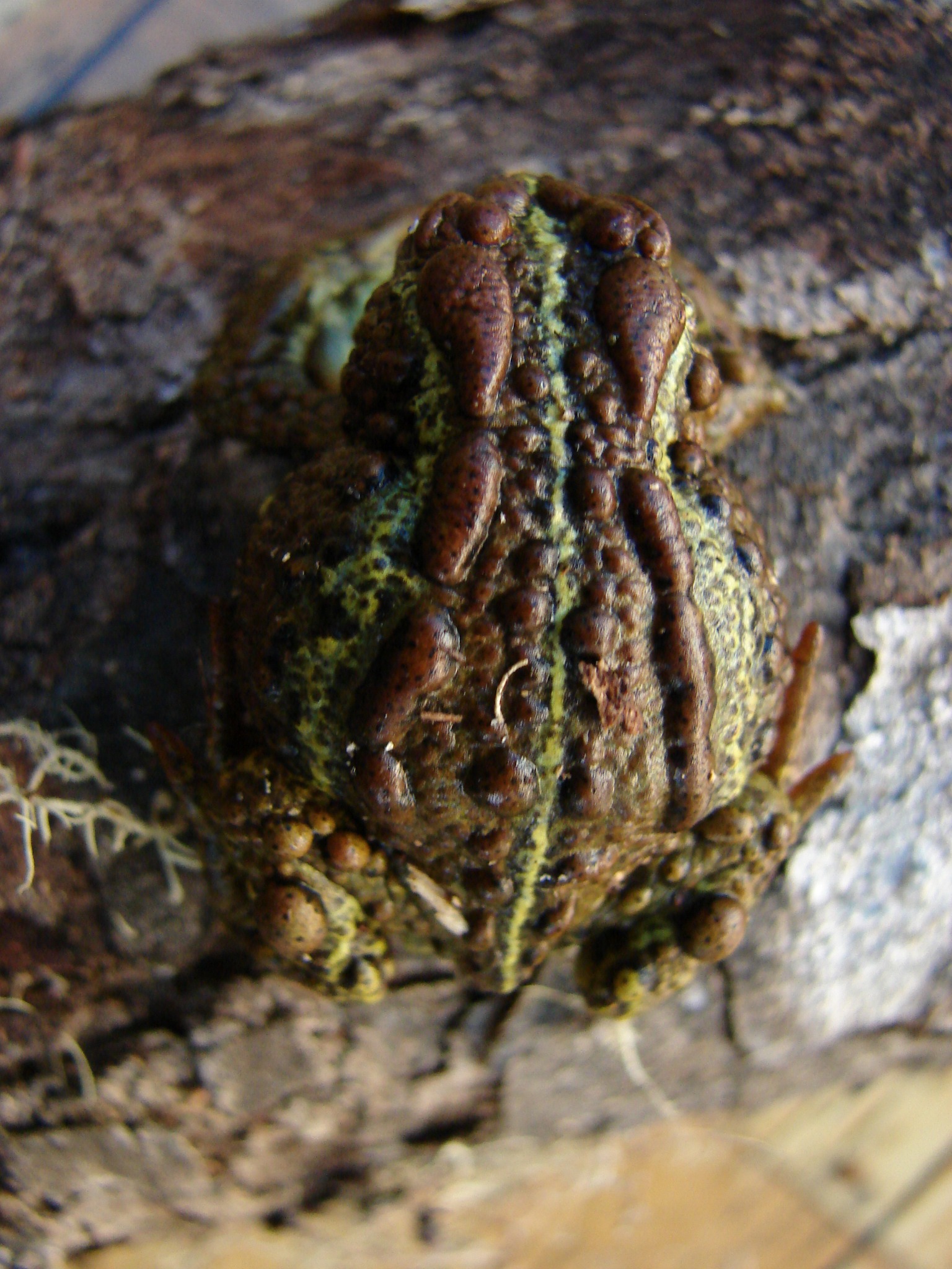 Nannophryne variegata — Vista dorsal