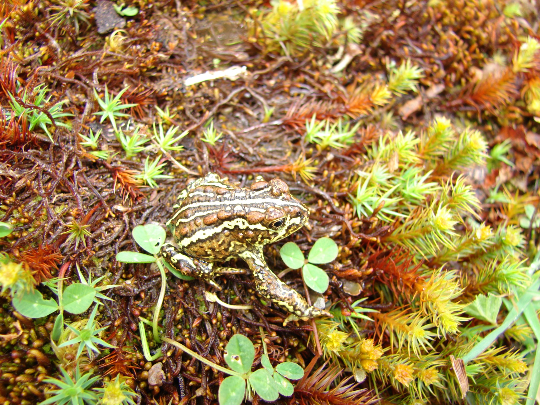 Nannophryne variegata — Registro · Tortel