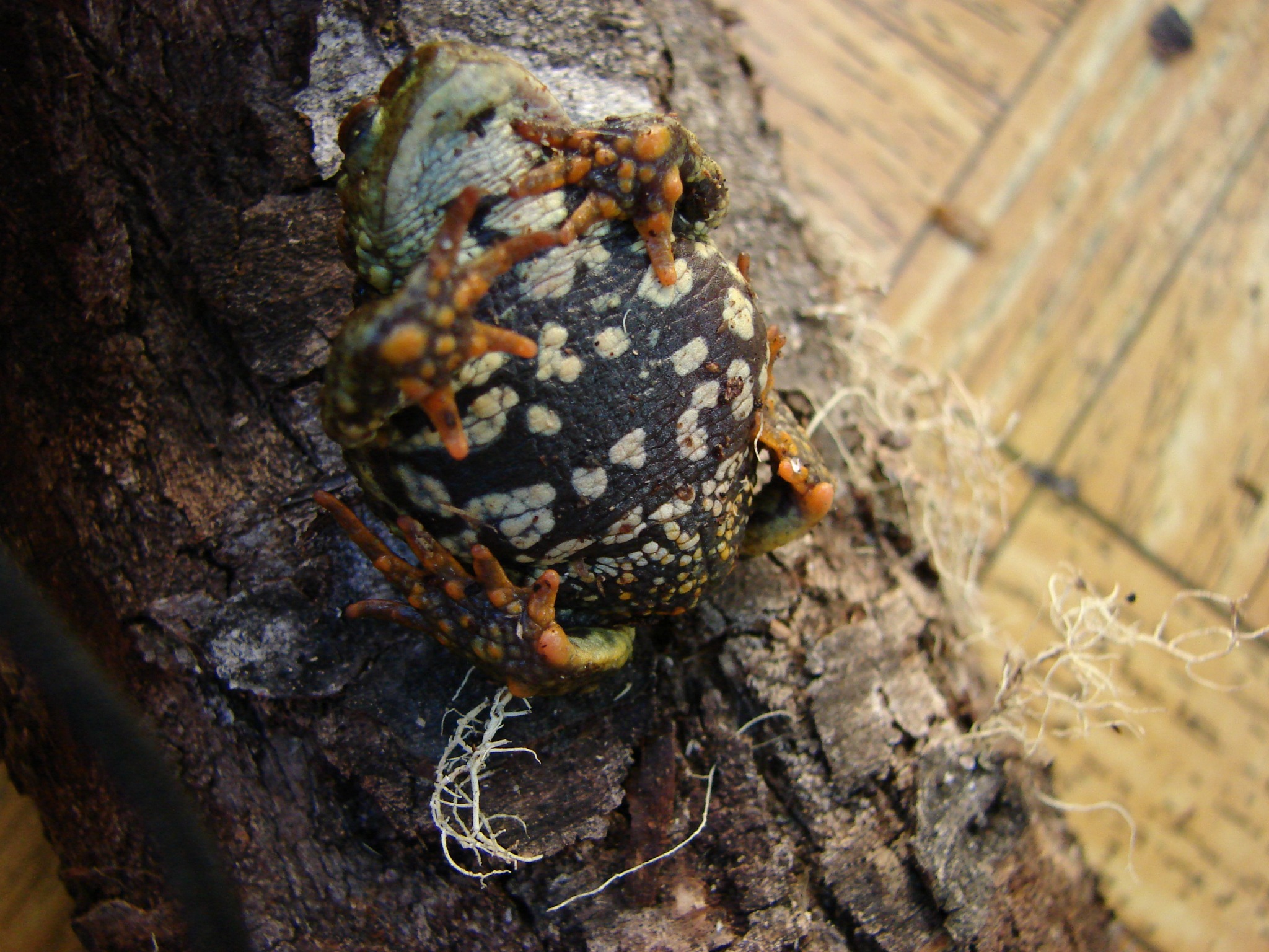 Nannophryne variegata — Vista ventral