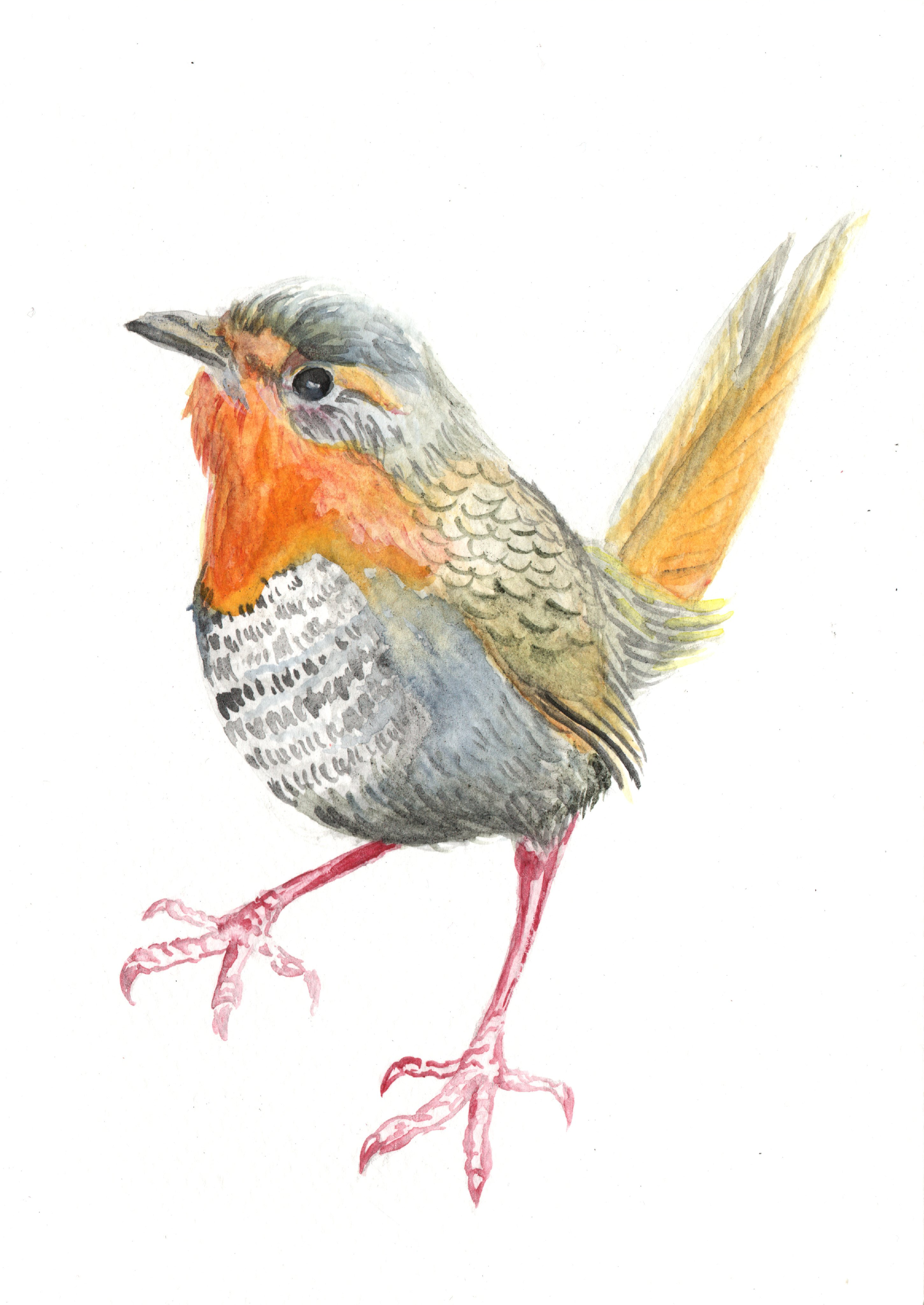 Chucao acuarela2