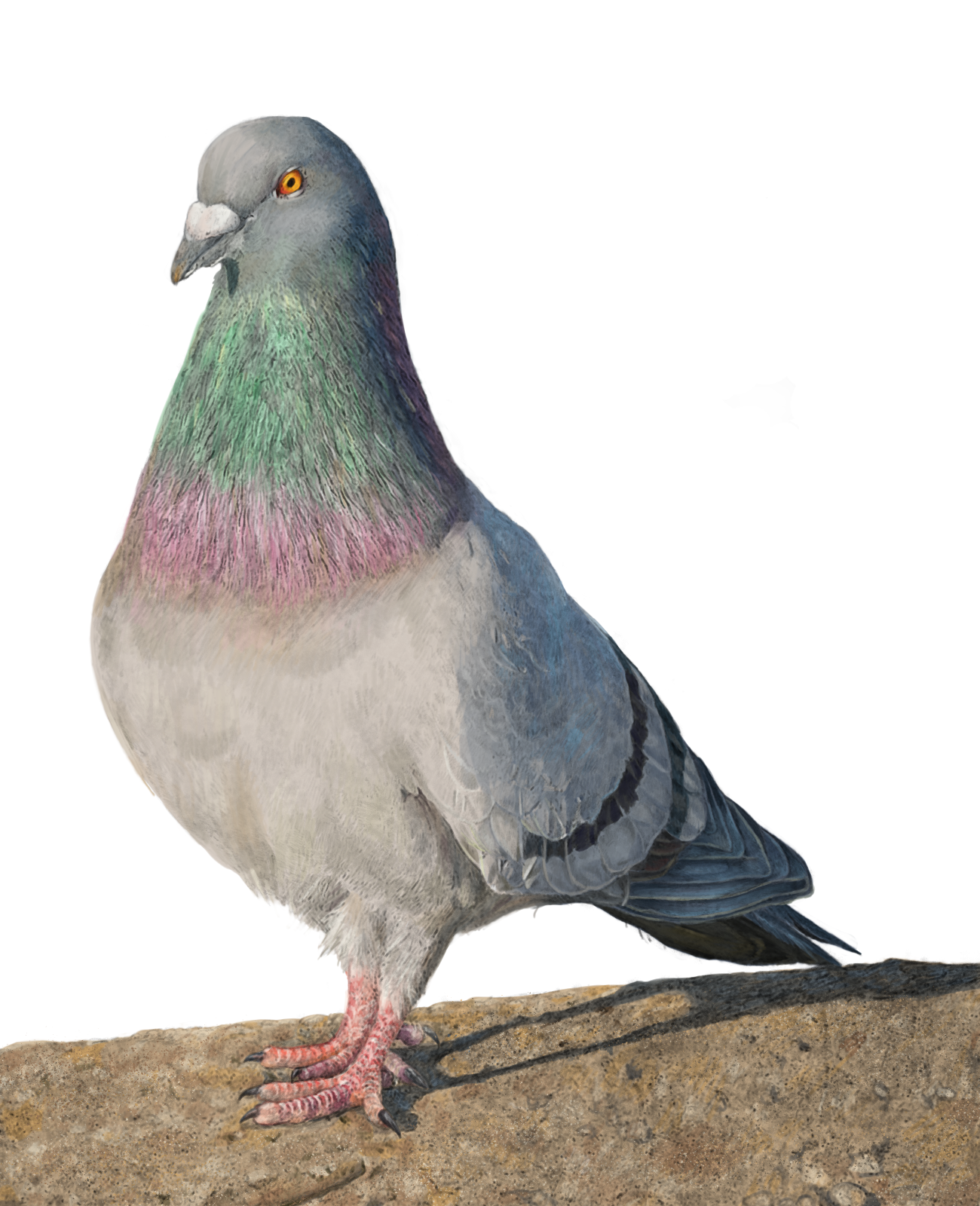 Paloma