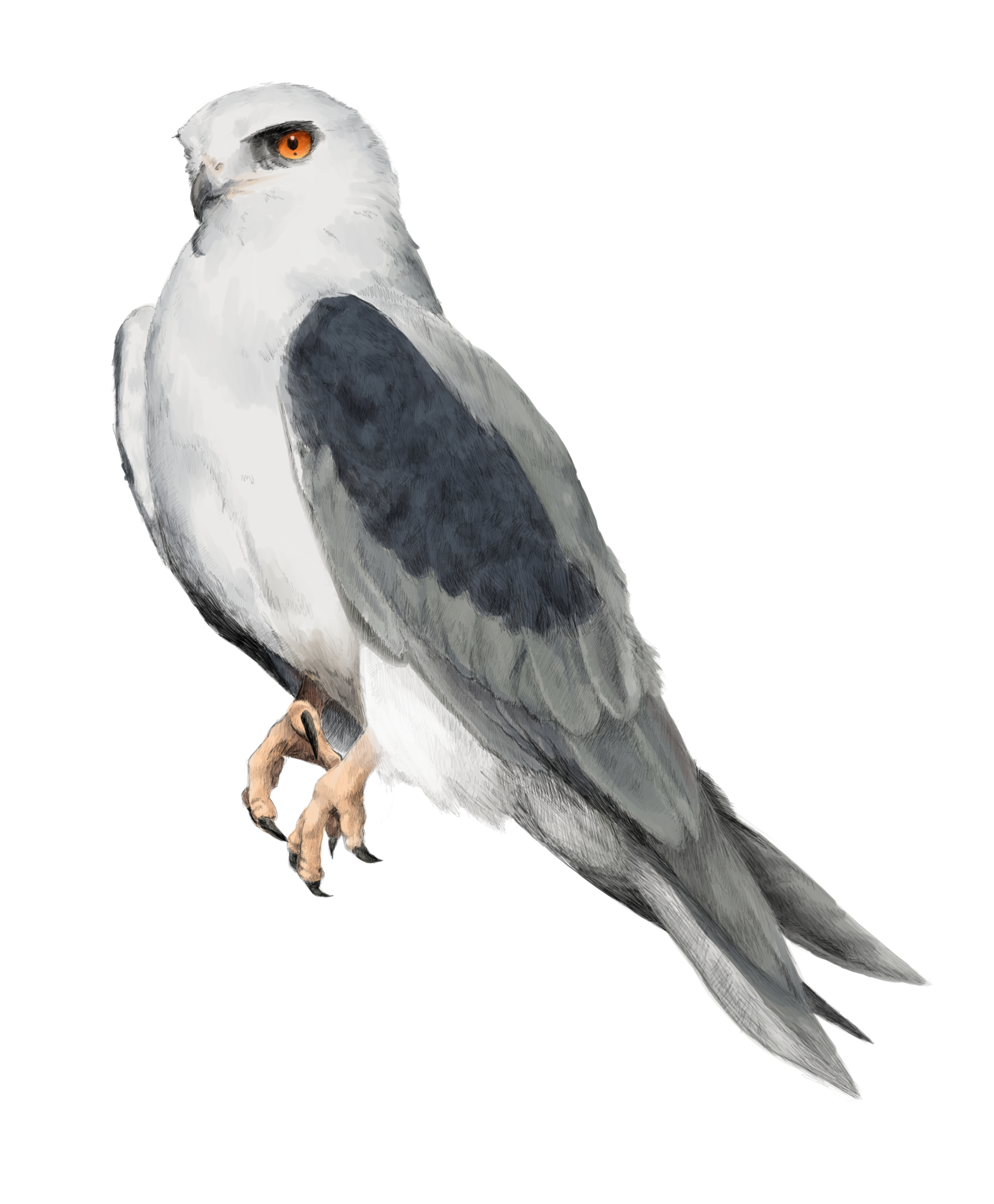Bailarin