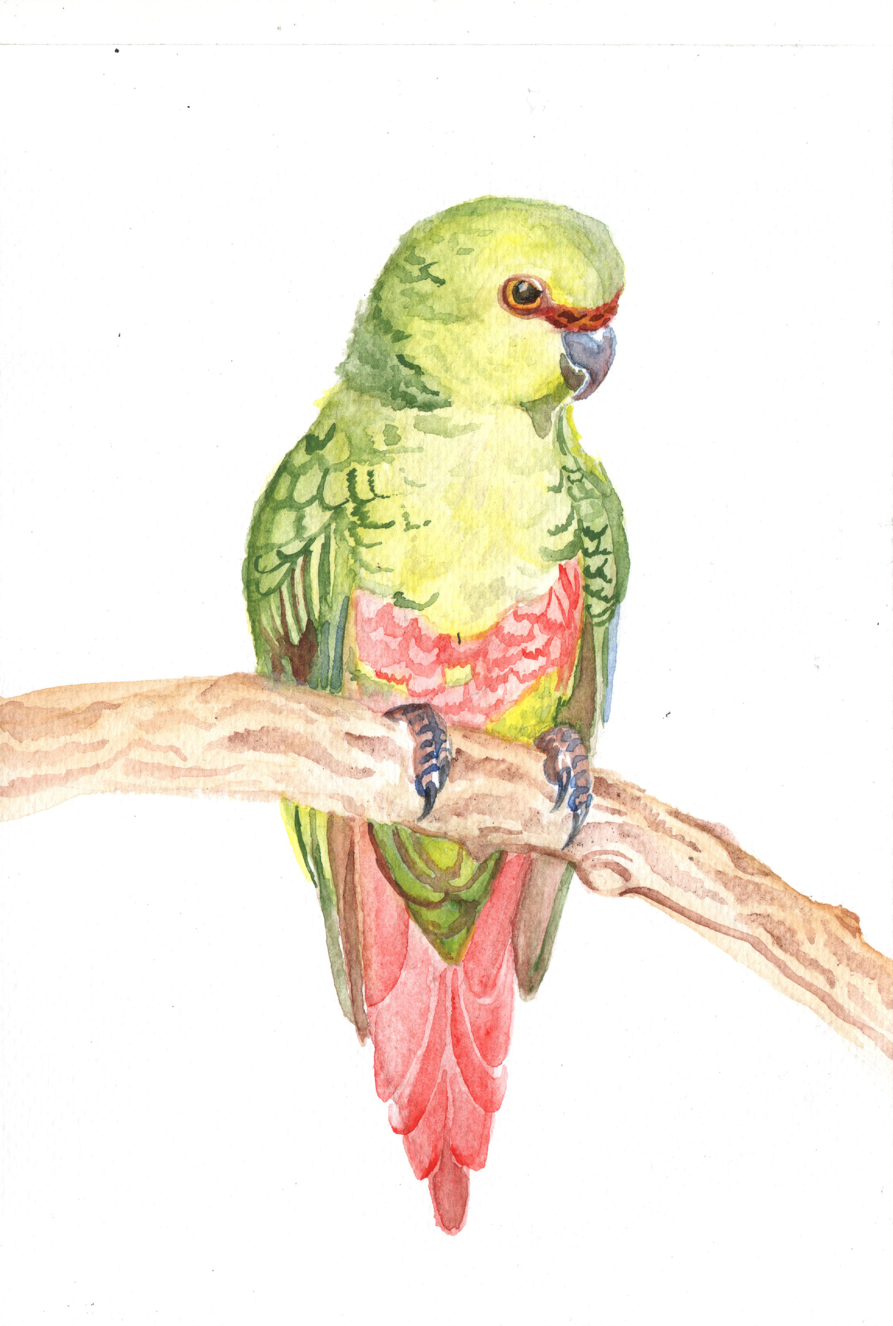 Cachana