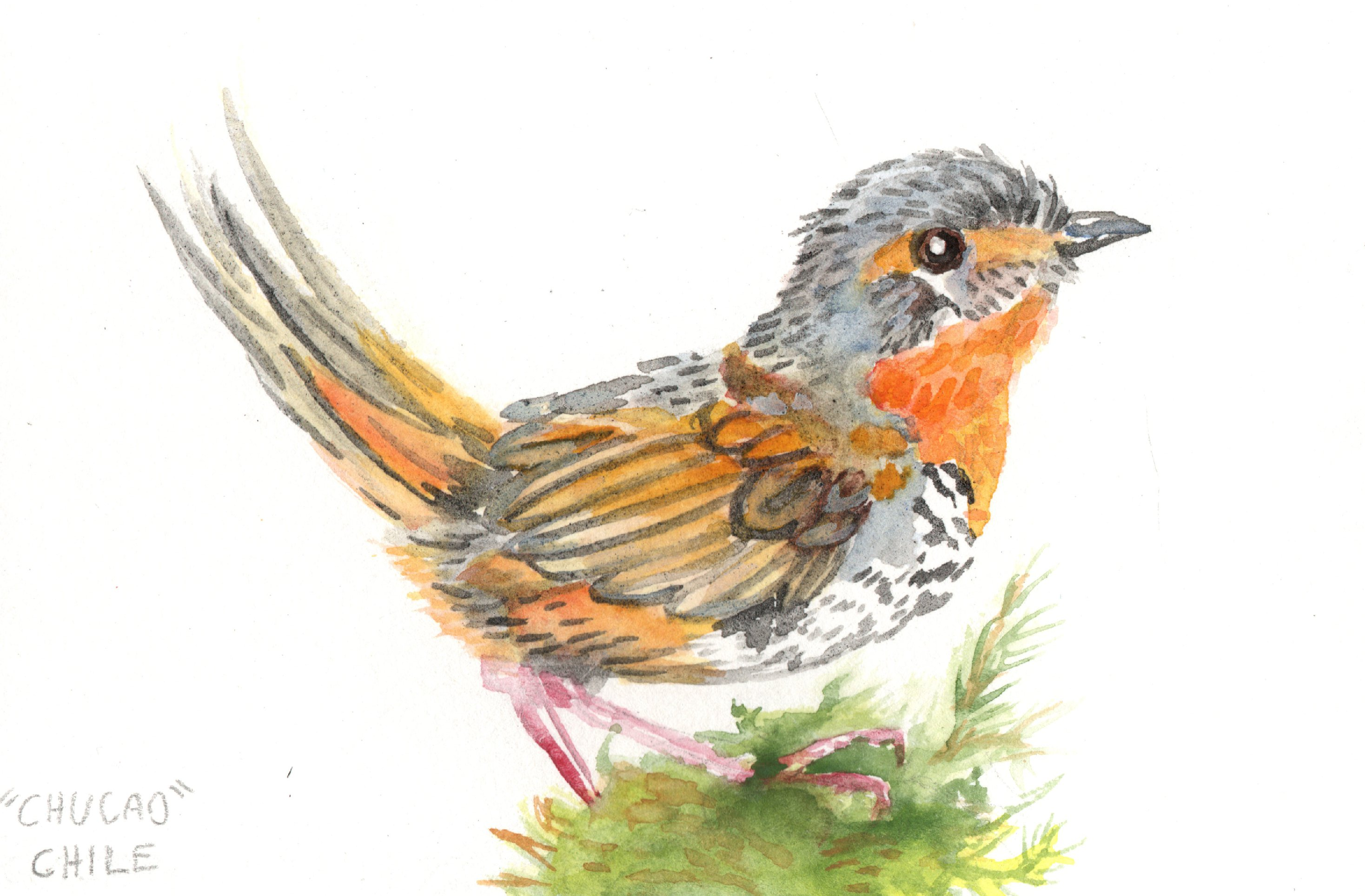 Chucao acuarela1