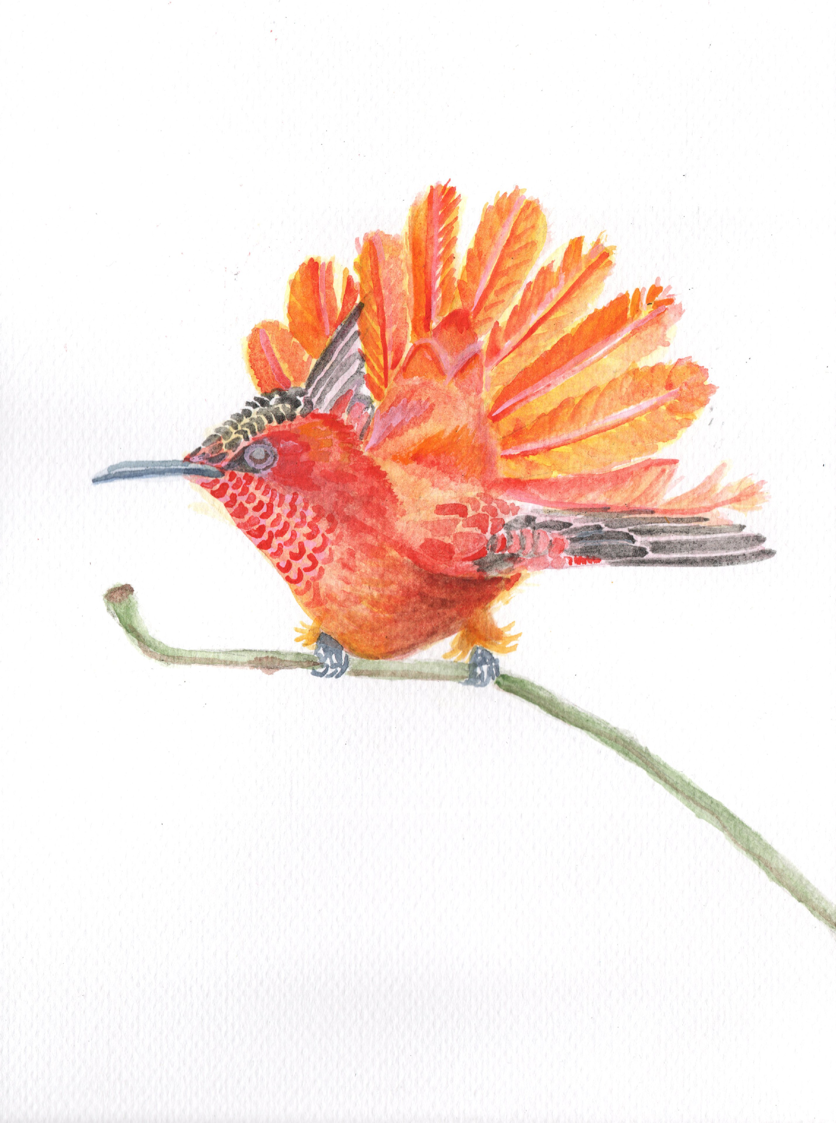 Colibri Juanfernandez