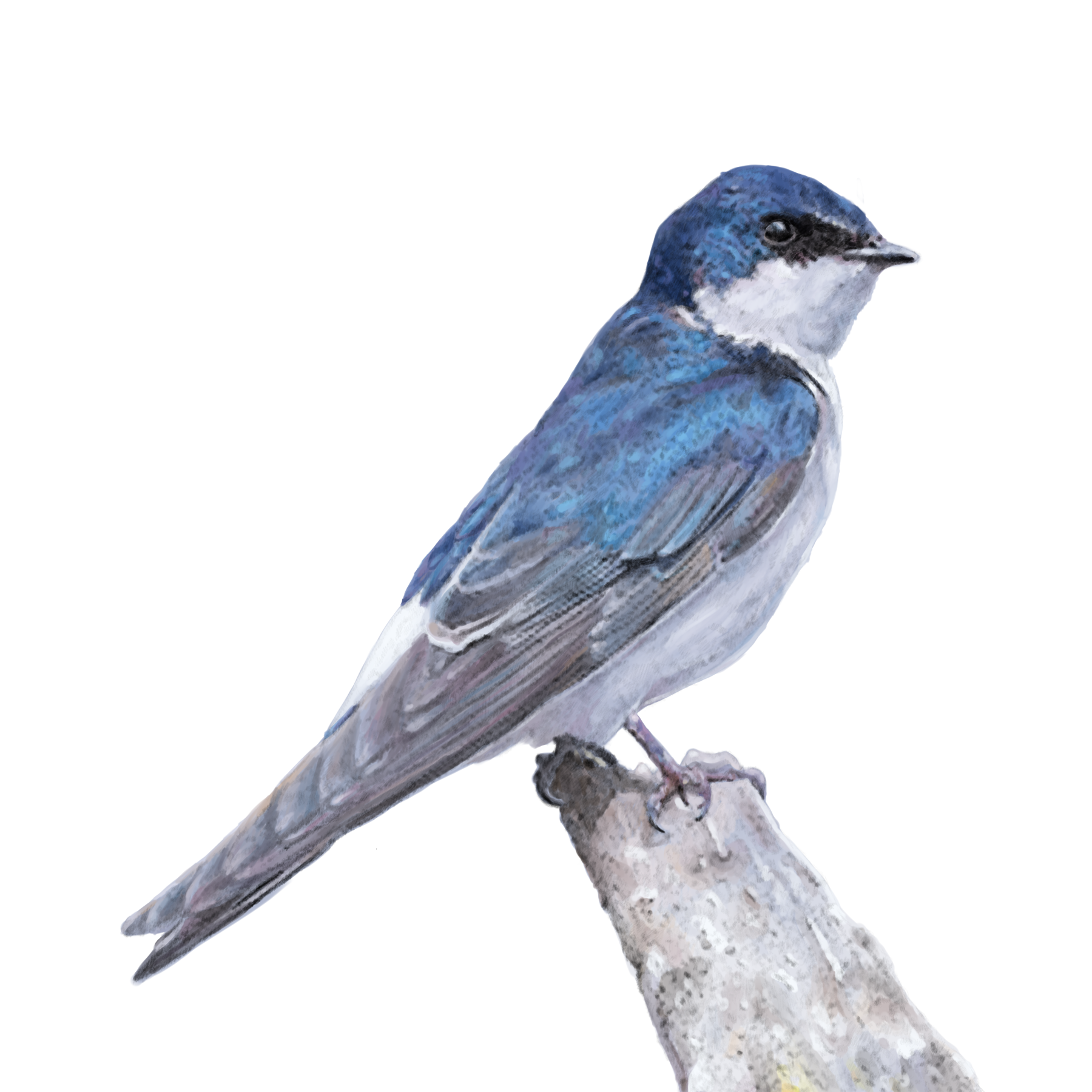 Golondrina