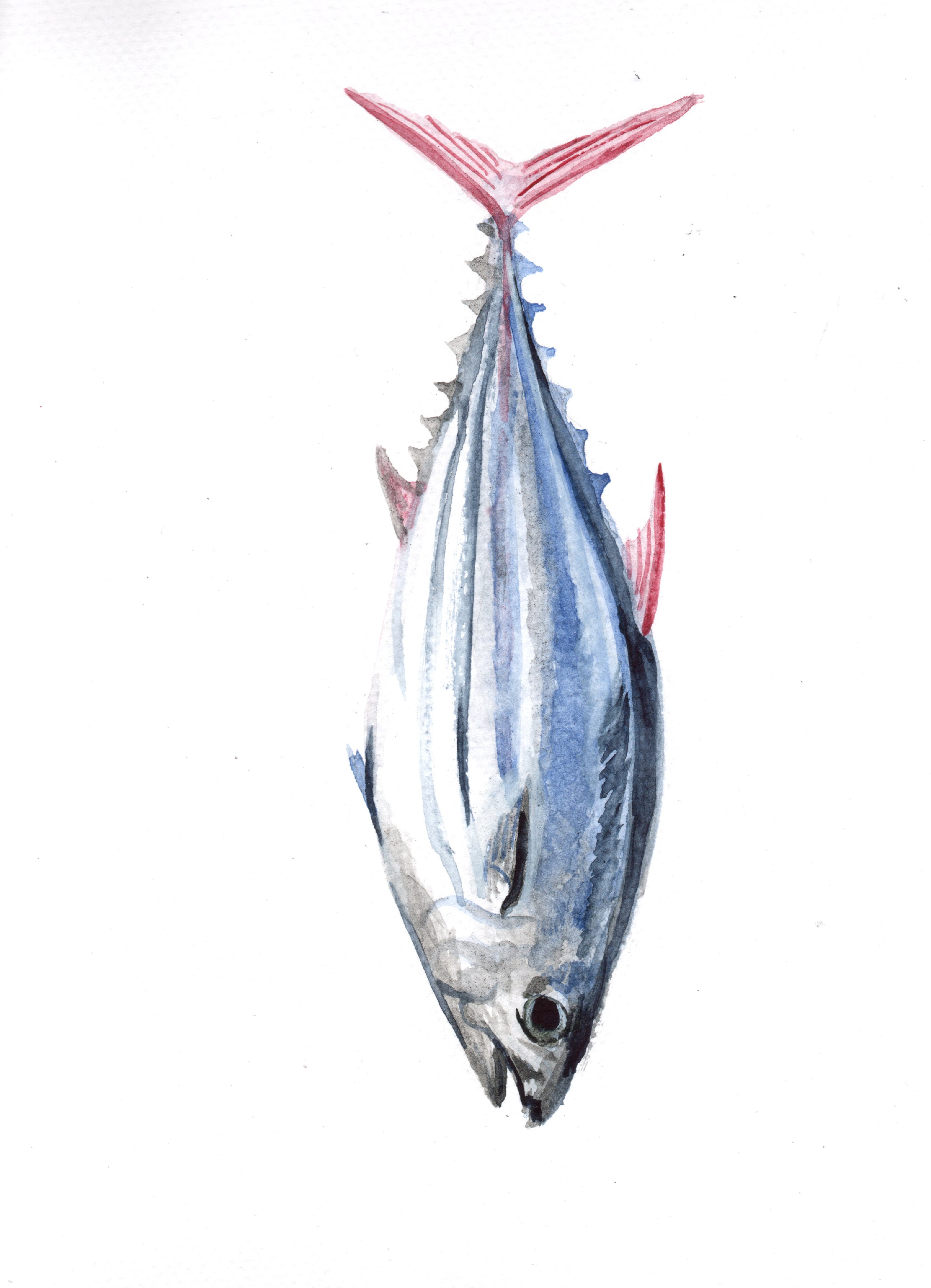 Pescado hermoso