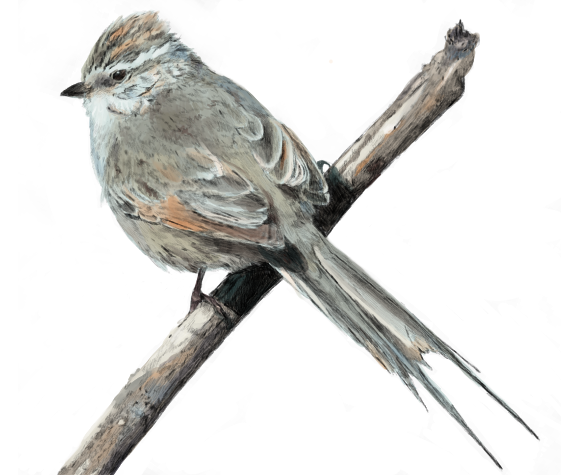Tijeral