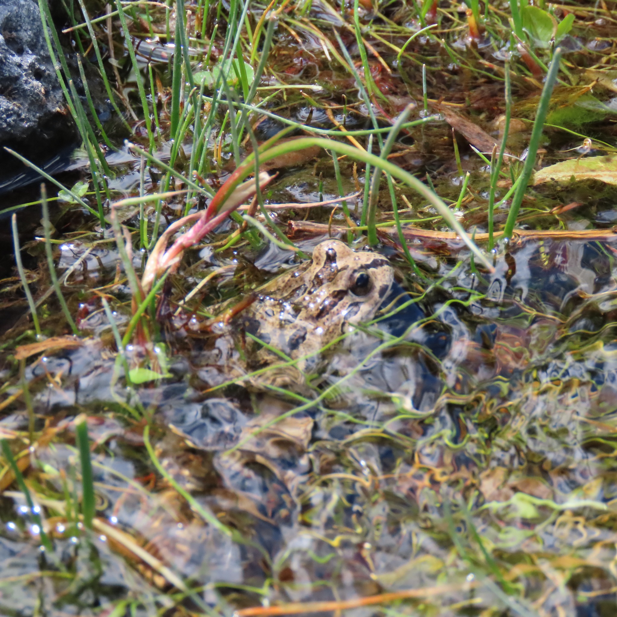 Pleurodema bufoninum