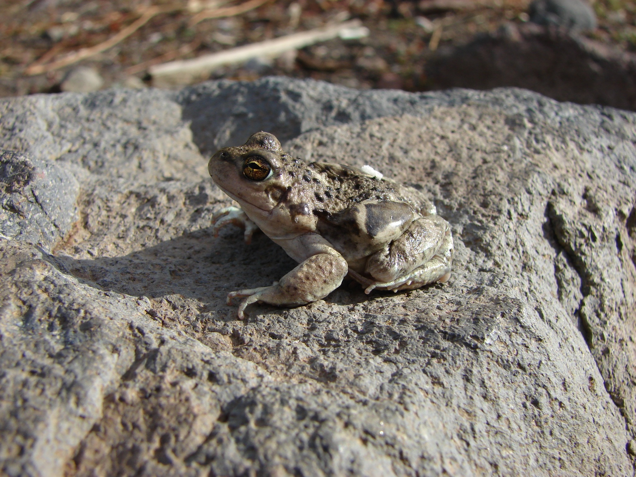 Pleurodema bufoninum — Registro · Los Barros · 2016