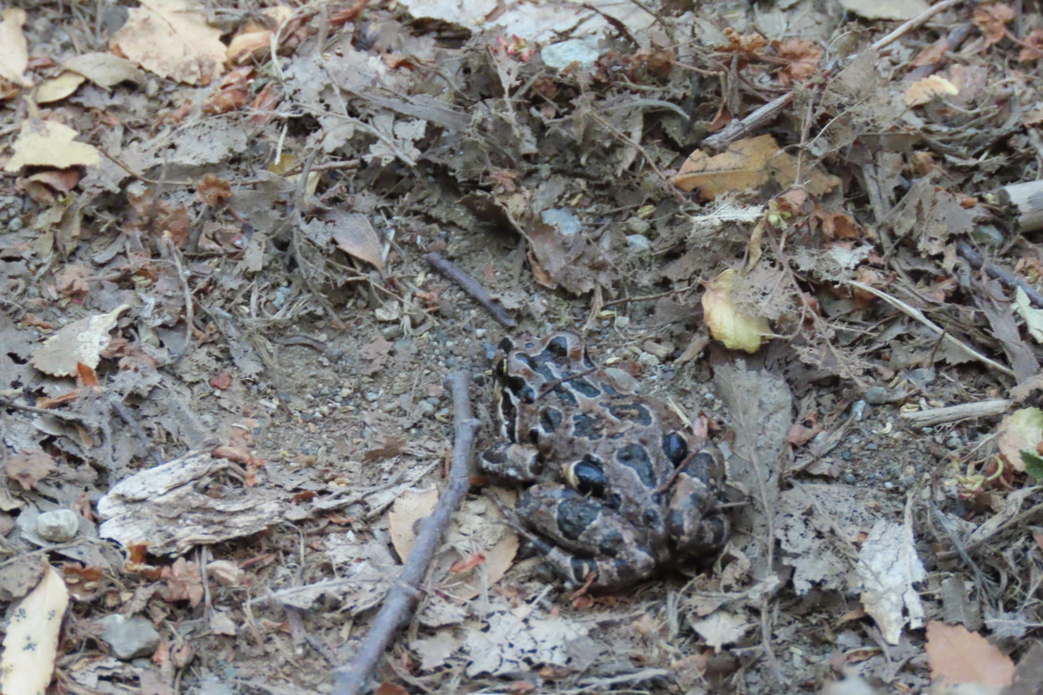 Pleurodema thaul — Adulto