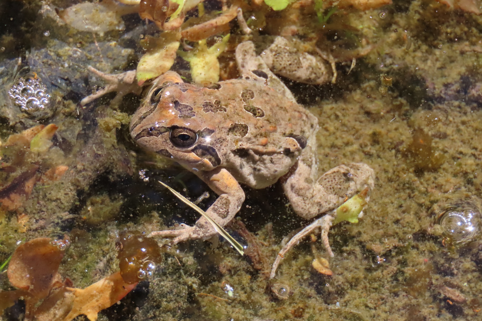 Pleurodema thaul