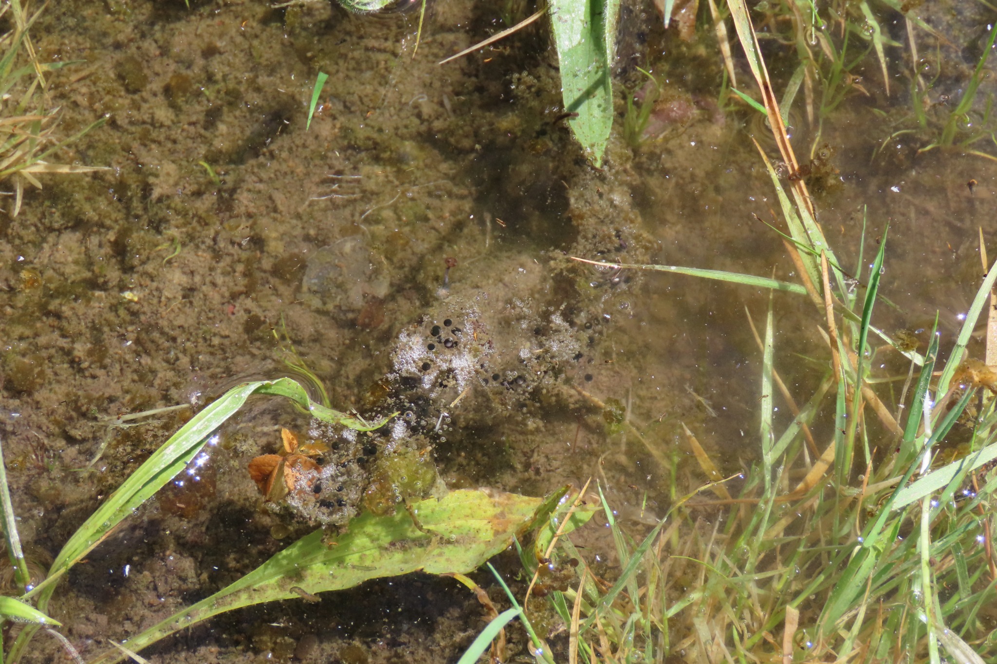 Pleurodema thaul — Huevos