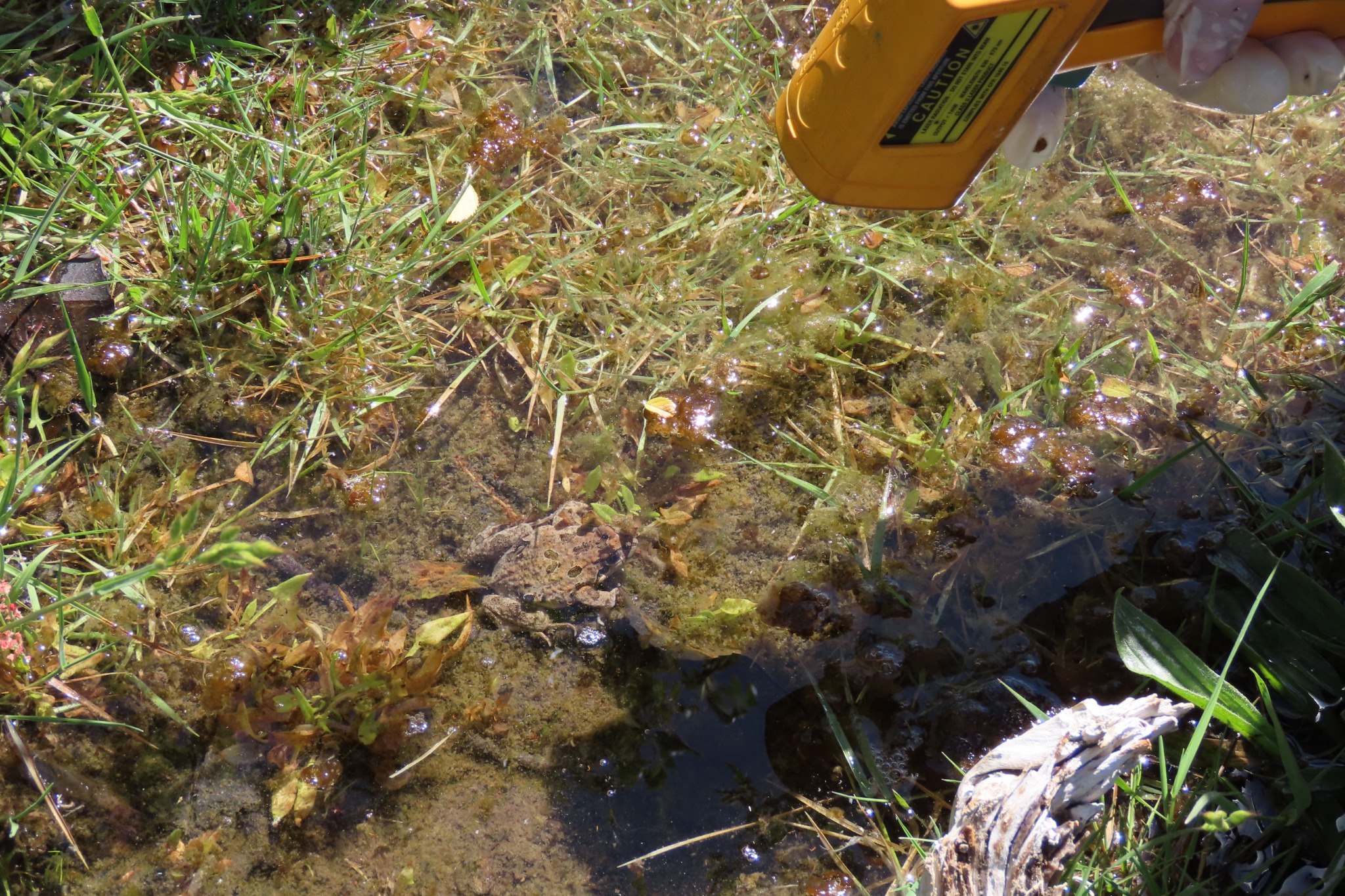 Pleurodema thaul — Trabajo de campo · Antuco