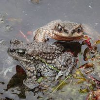 Rhinella spinulosa