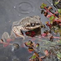 Rhinella spinulosa