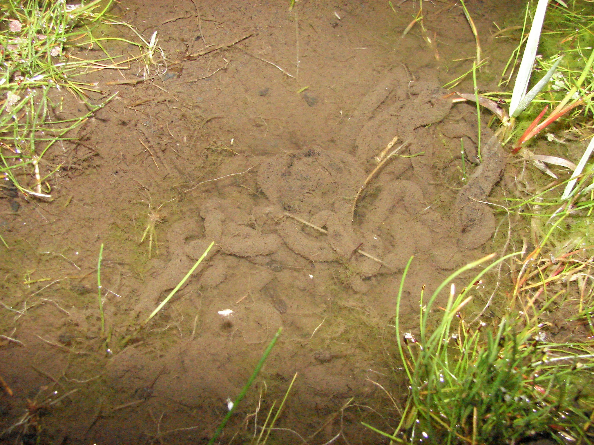 Rhinella spinulosa — Huevos · Los Pangues