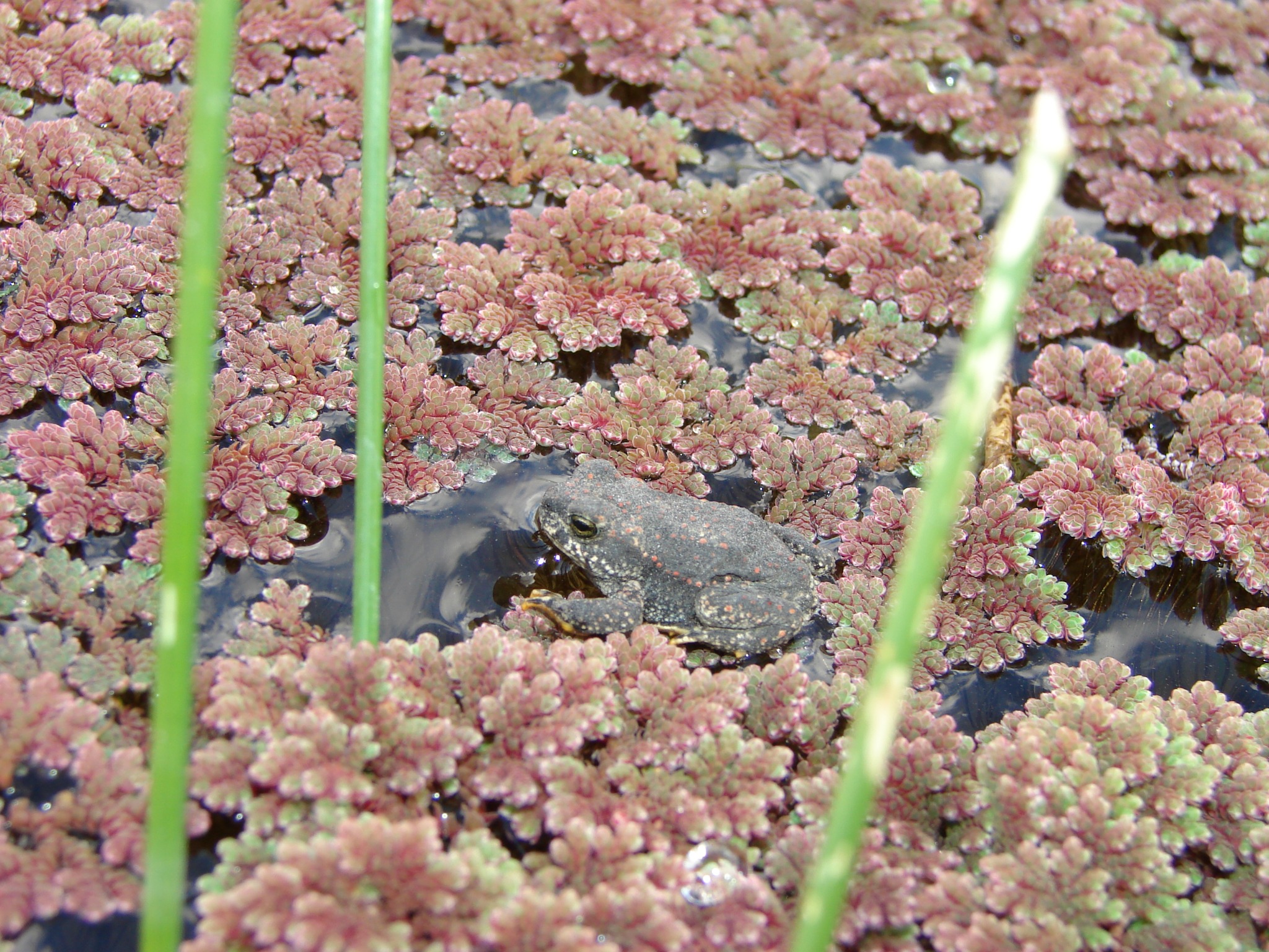Rhinella spinulosa — Juvenil