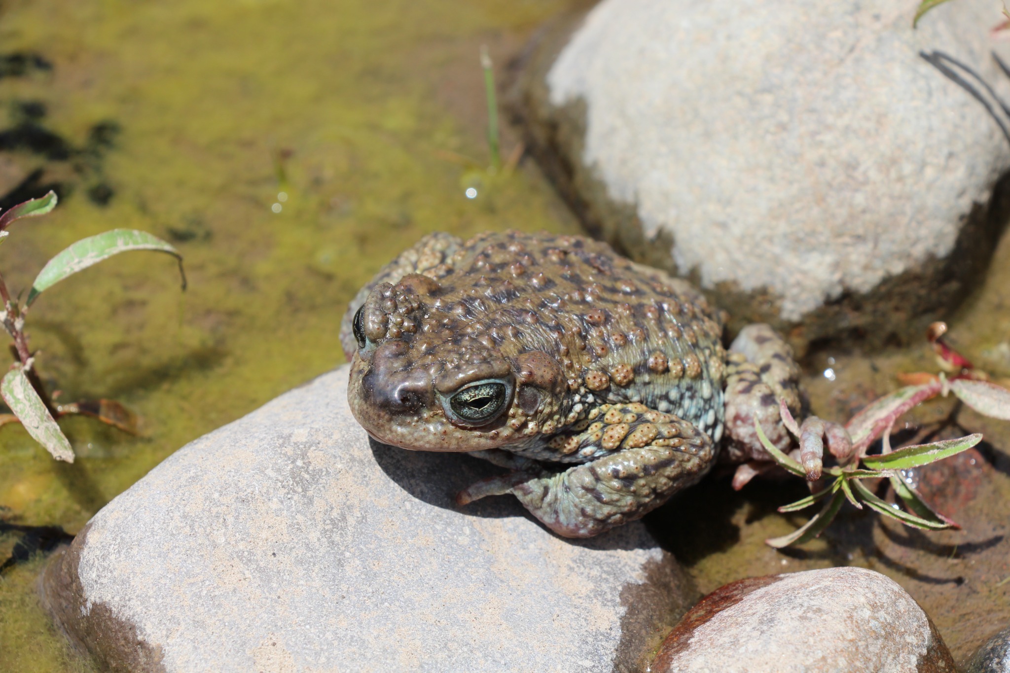 Rhinella spinulosa — Registro · Los Barros